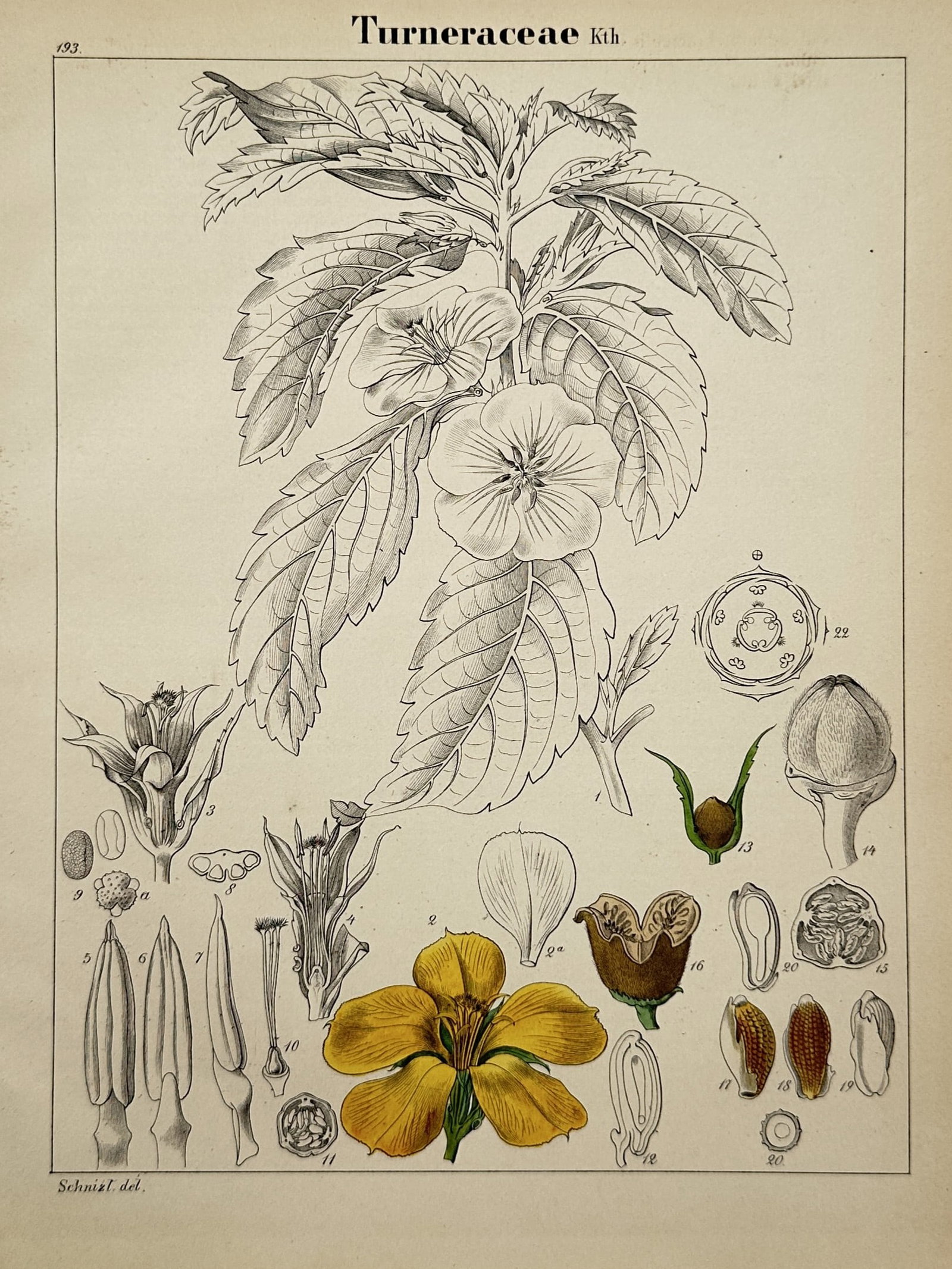 Adalbert Schnizlein – View of a Botanical Study of Turneraceae – Hand-coloured Lithograph (1 of 2)