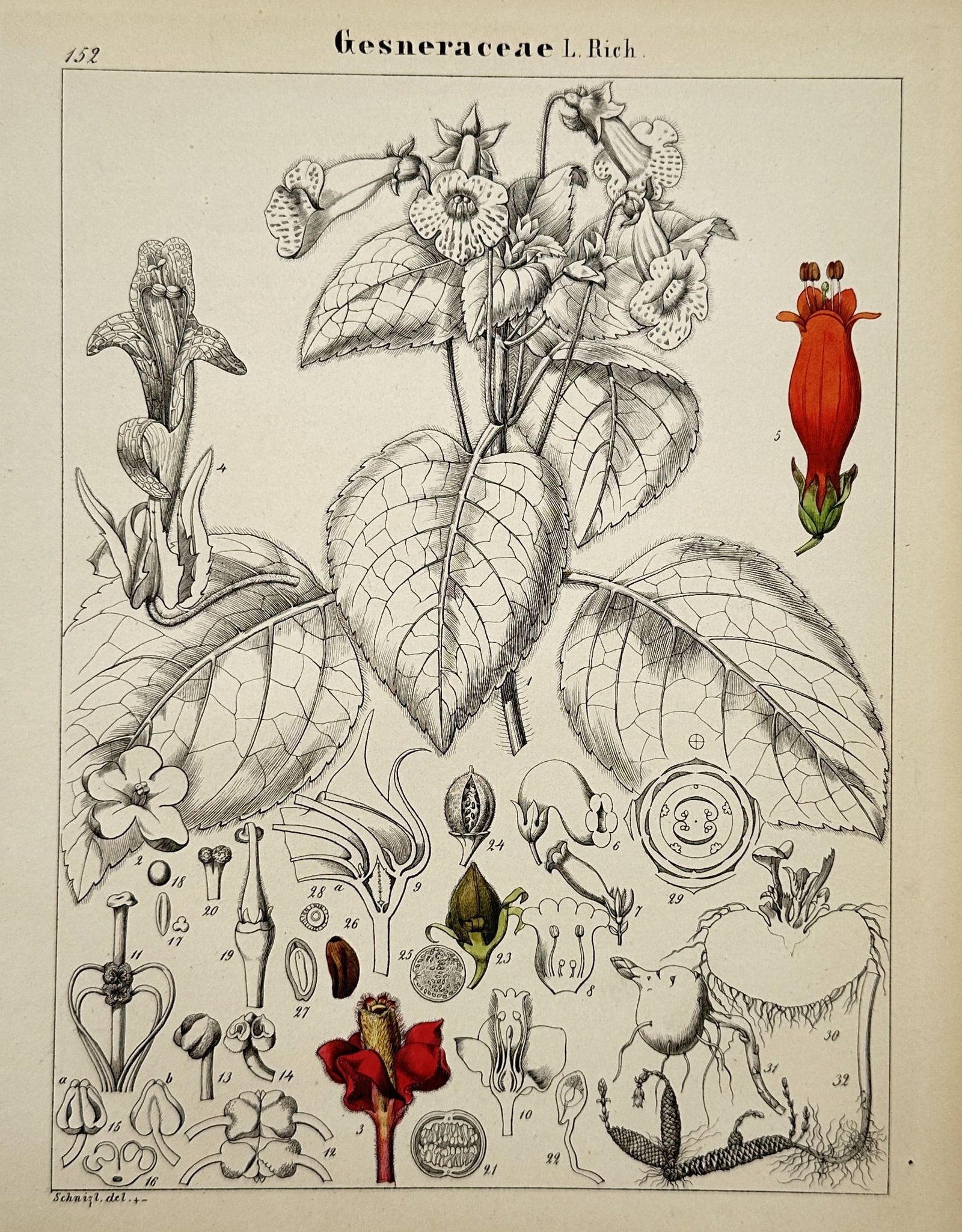 Adalbert Schnizlein – View of a Botanical Study of Gesneriaceae – Hand-coloured Lithograph (1 of 2)