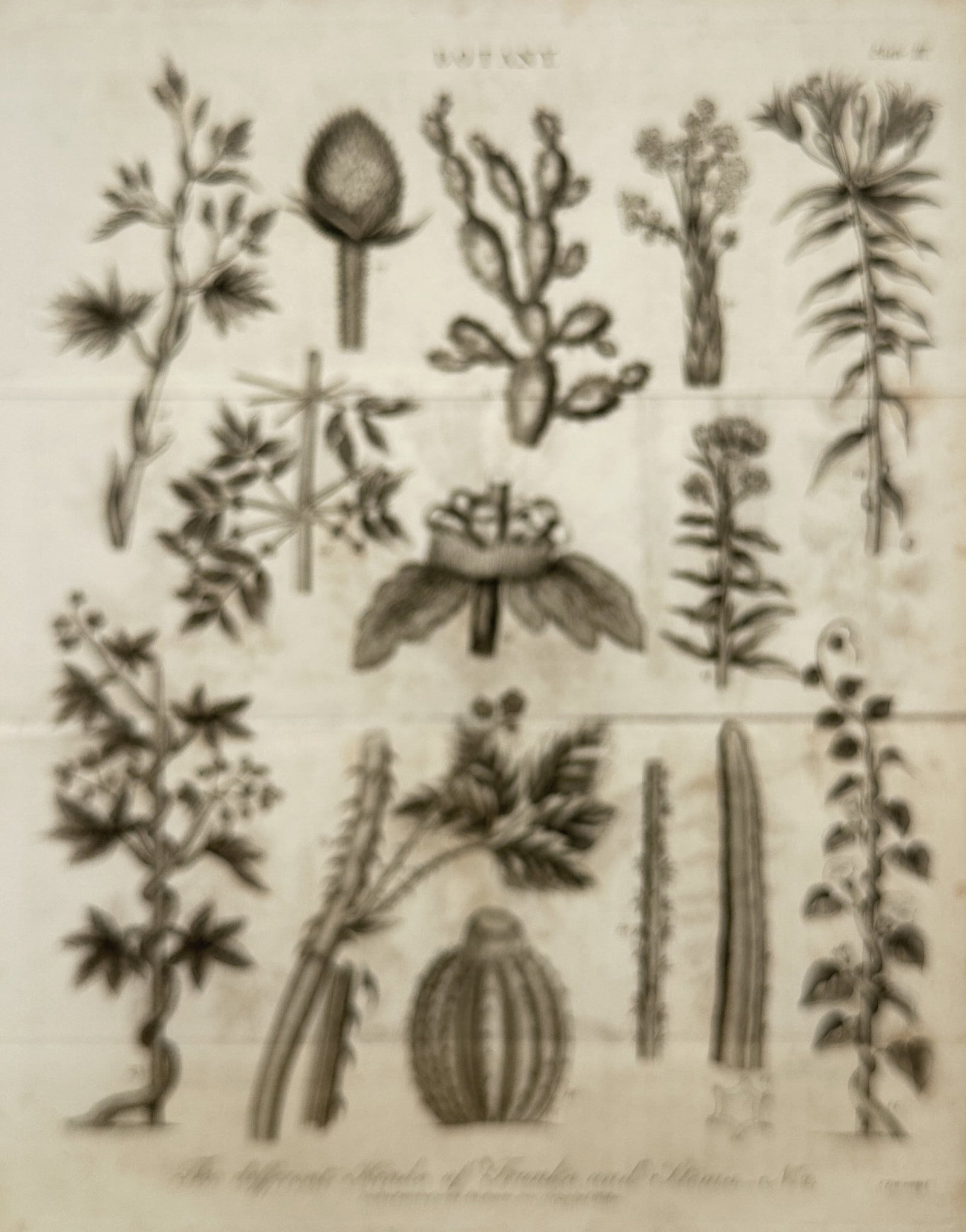 John Wilkes – View of a Botanical Study of Stems – Engraving (1802) (1 of 2)