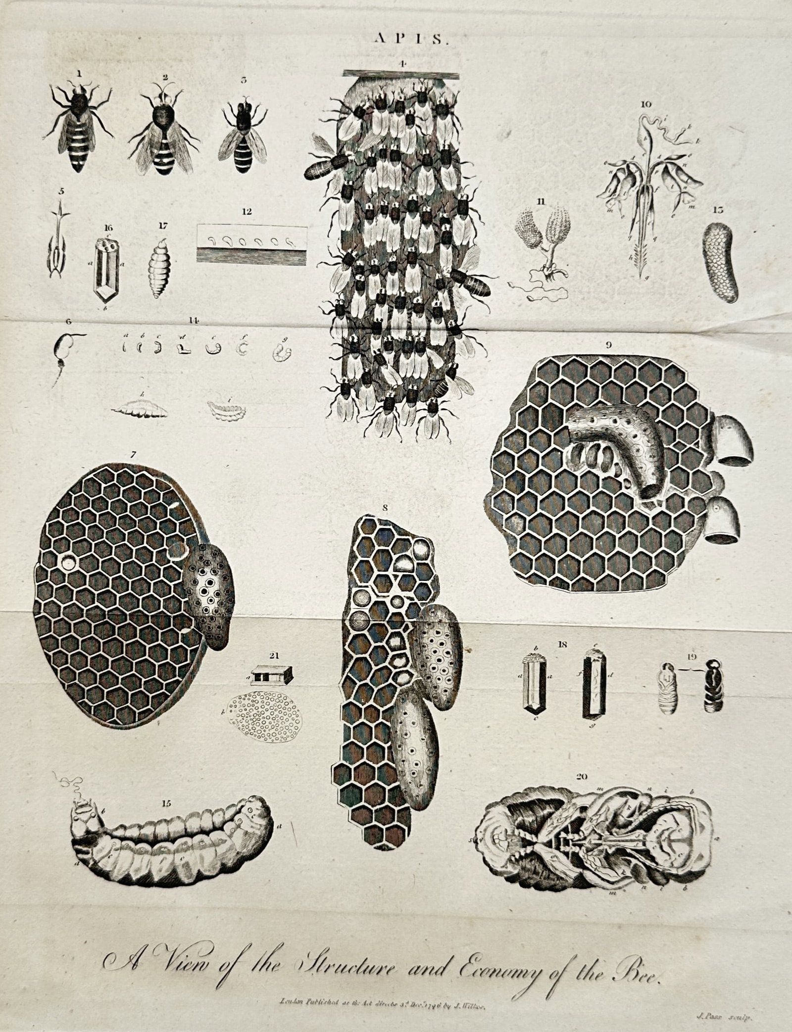 John Wilkes – View of an Entomological Study of Bees – Engraving (1802) (1 of 2)