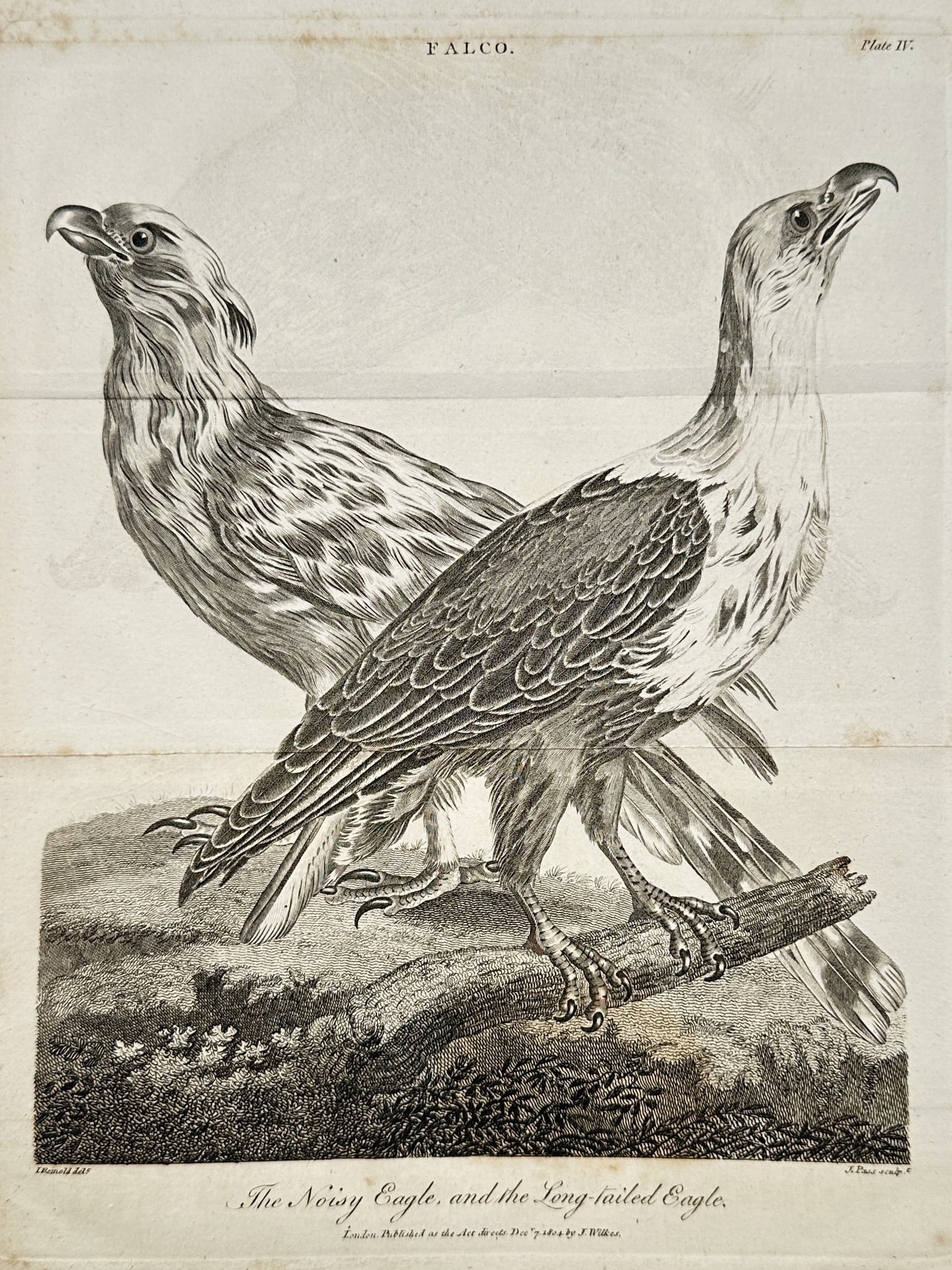 John Wilkes – View of an Ornithological Study of Eagles – Engraving (1802) (1 of 2)