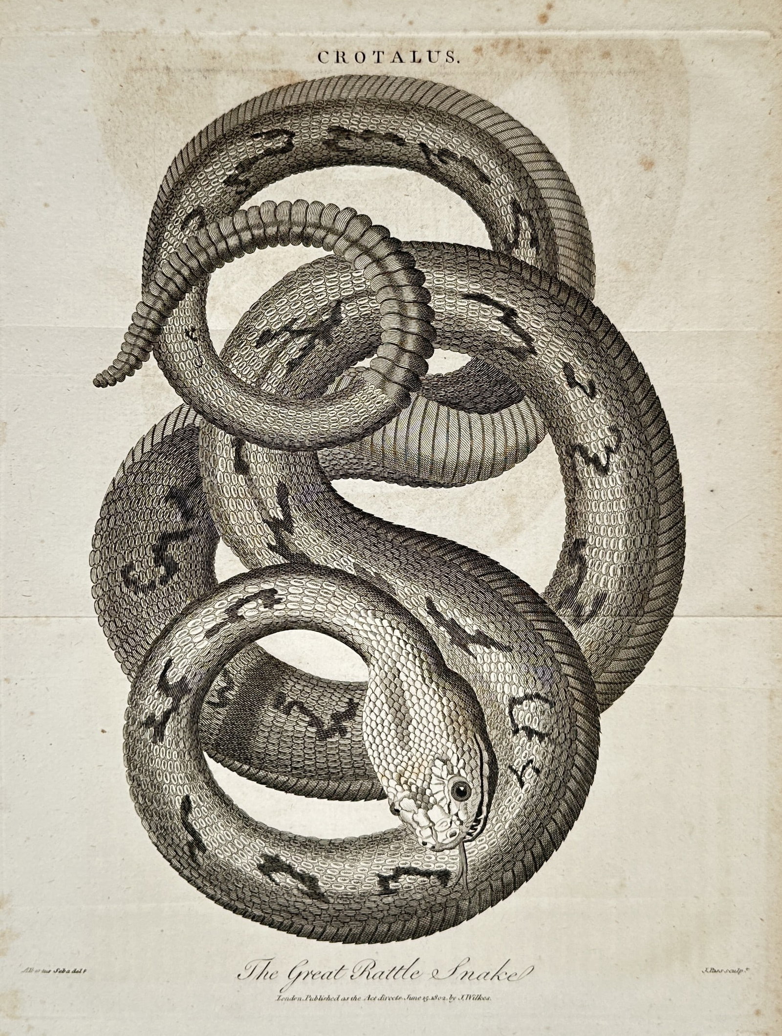 John Wilkes – View of an Entomological Study of a Rattlesnake – Engraving (1802): "The Great Rattle Snake" This print features a zoological study displaying a coiled rattlesnake, showcasing a monochrome illustration with meticulous attention to the detailed scale patterns across it