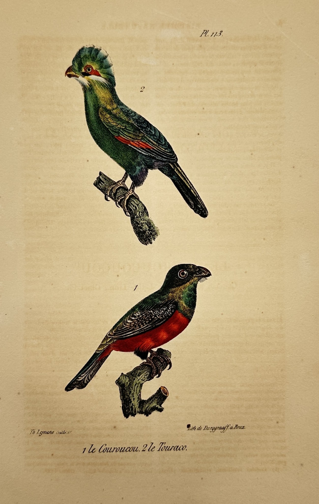 Theodore Lejeune – View of an Ornithological Study of a Trogon and a Turaco (1 of 2)