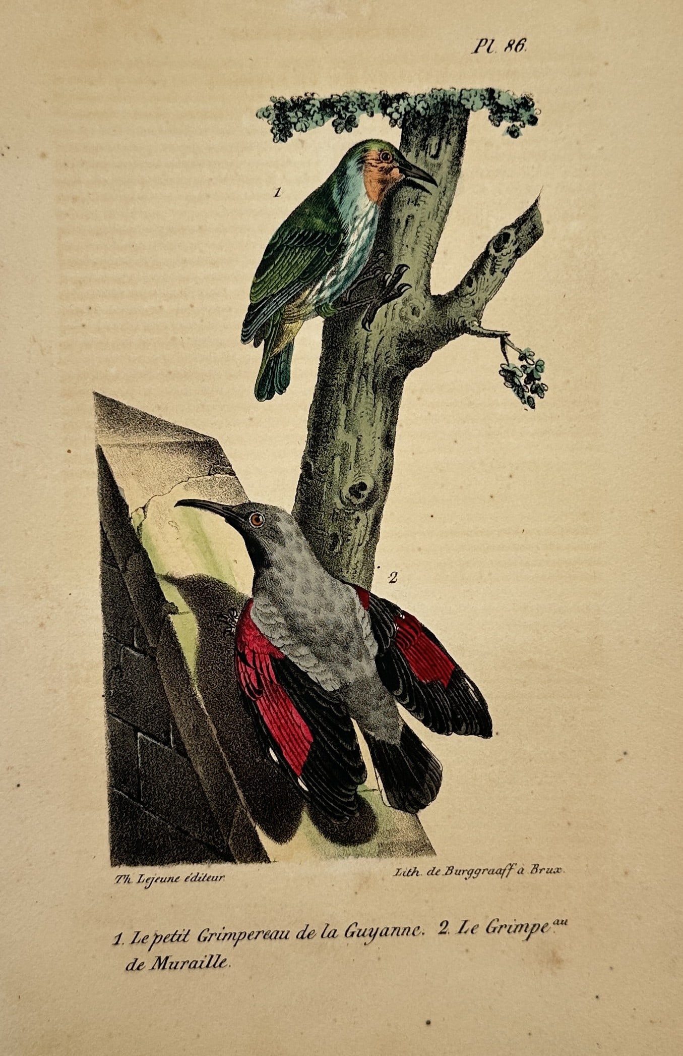 Theodore Lejeune – View of an Ornithological Study of a Honeycreeper and a Wallcreeper (1 of 2)