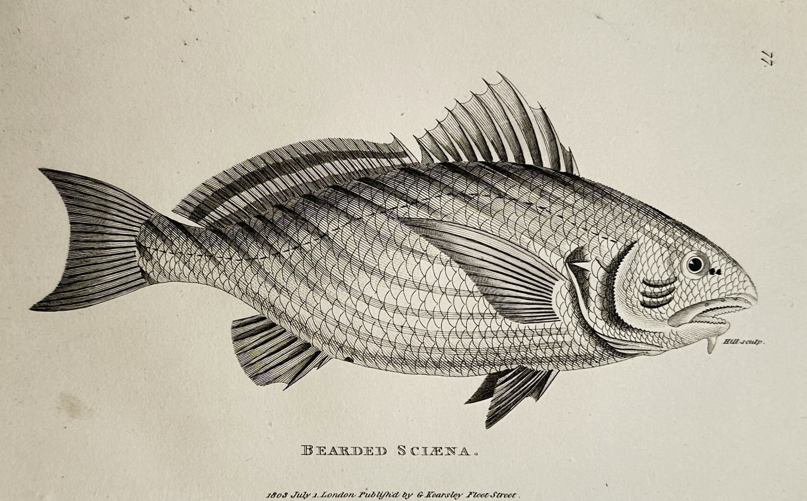 George Shaw (1751–1813) – View of an Ichthyological Study of a Sciaena Fish – Engraving (1803) (1 of 2)