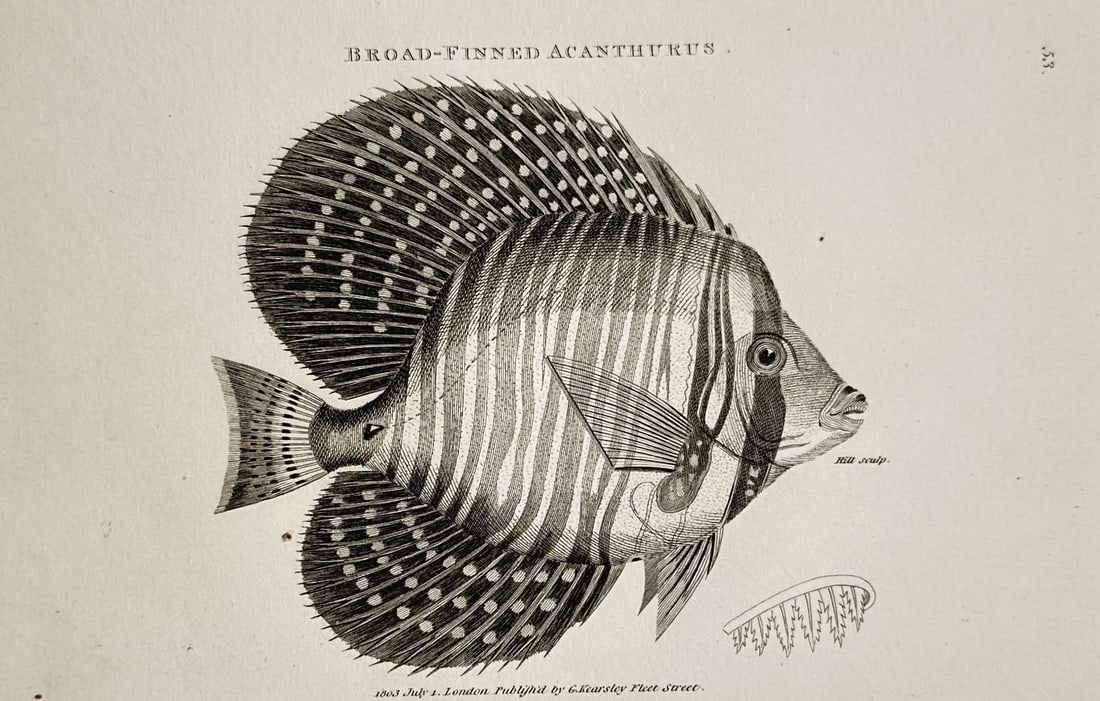 George Shaw (1751–1813) – View of an Ichthyological Study of an Acanthurus Fish – Engraving: "Broad-Finned Acanthurus" This print features an ichthyological study displaying a single marine fish, showcasing a monochrome illustration oriented horizontally with detailed vertical body stripes, s