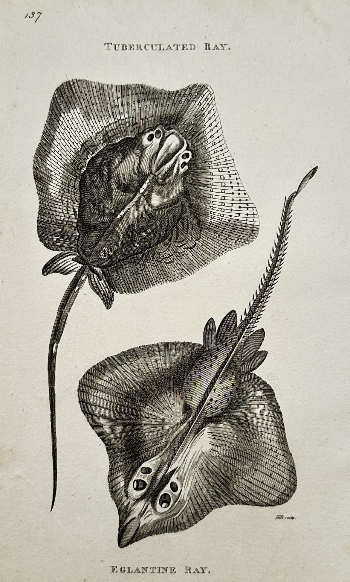 George Shaw (1751–1813) – View of an Ichthyological Study of Rays – Engraving (1803) (1 of 2)
