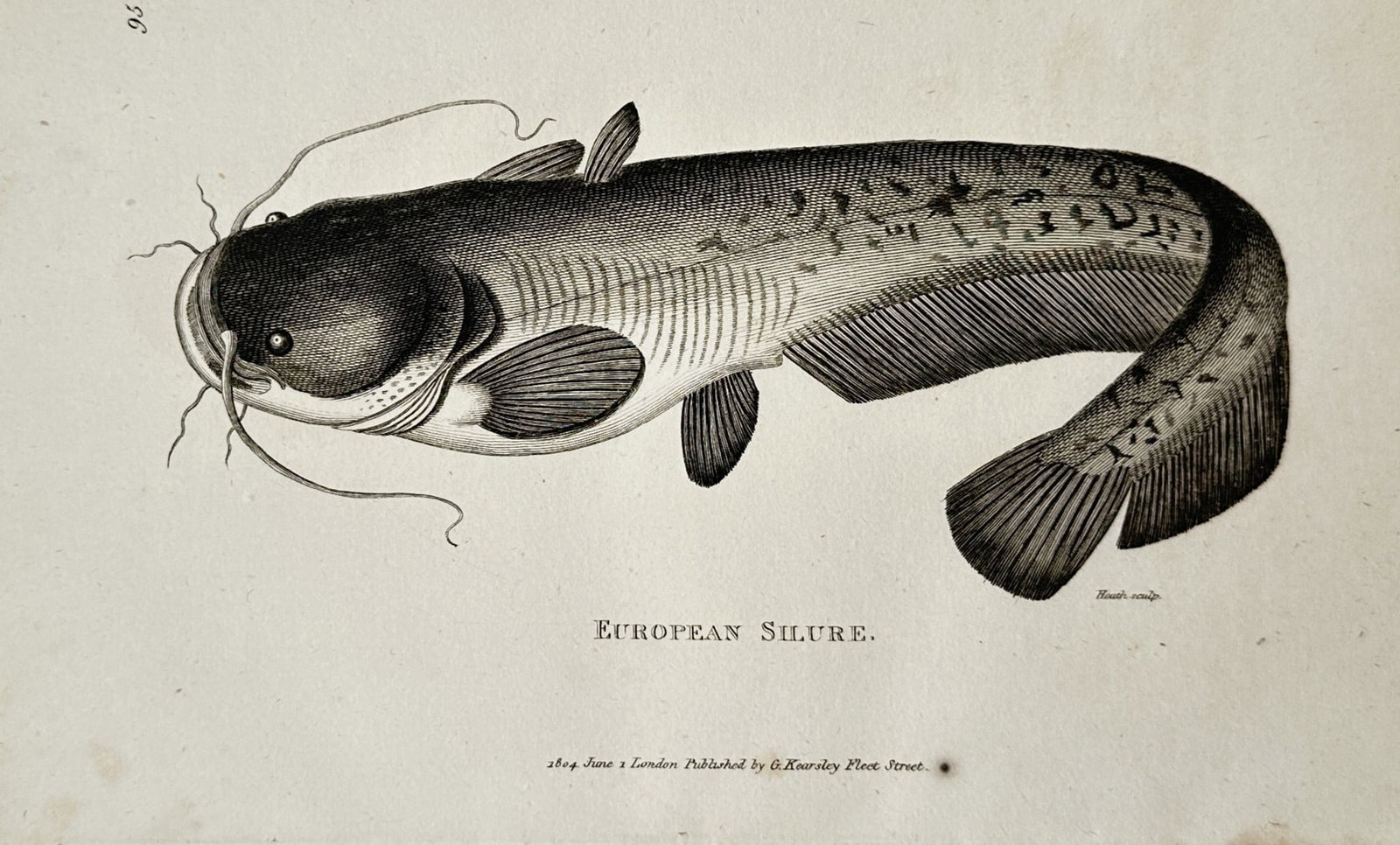 George Shaw (1751–1813) – View of an Ichthyological Study of a Silurus Fish – Engraving (1803) (1 of 2)