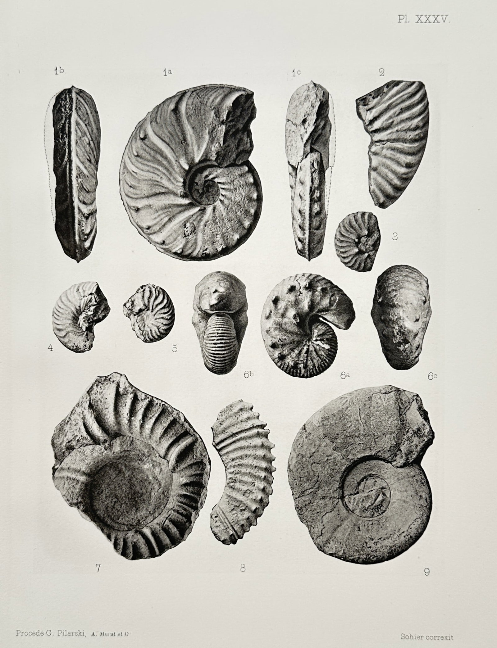 Albert de Grossouvre – View of a Paleontological Study of Ammonite Fossils (1 of 2)
