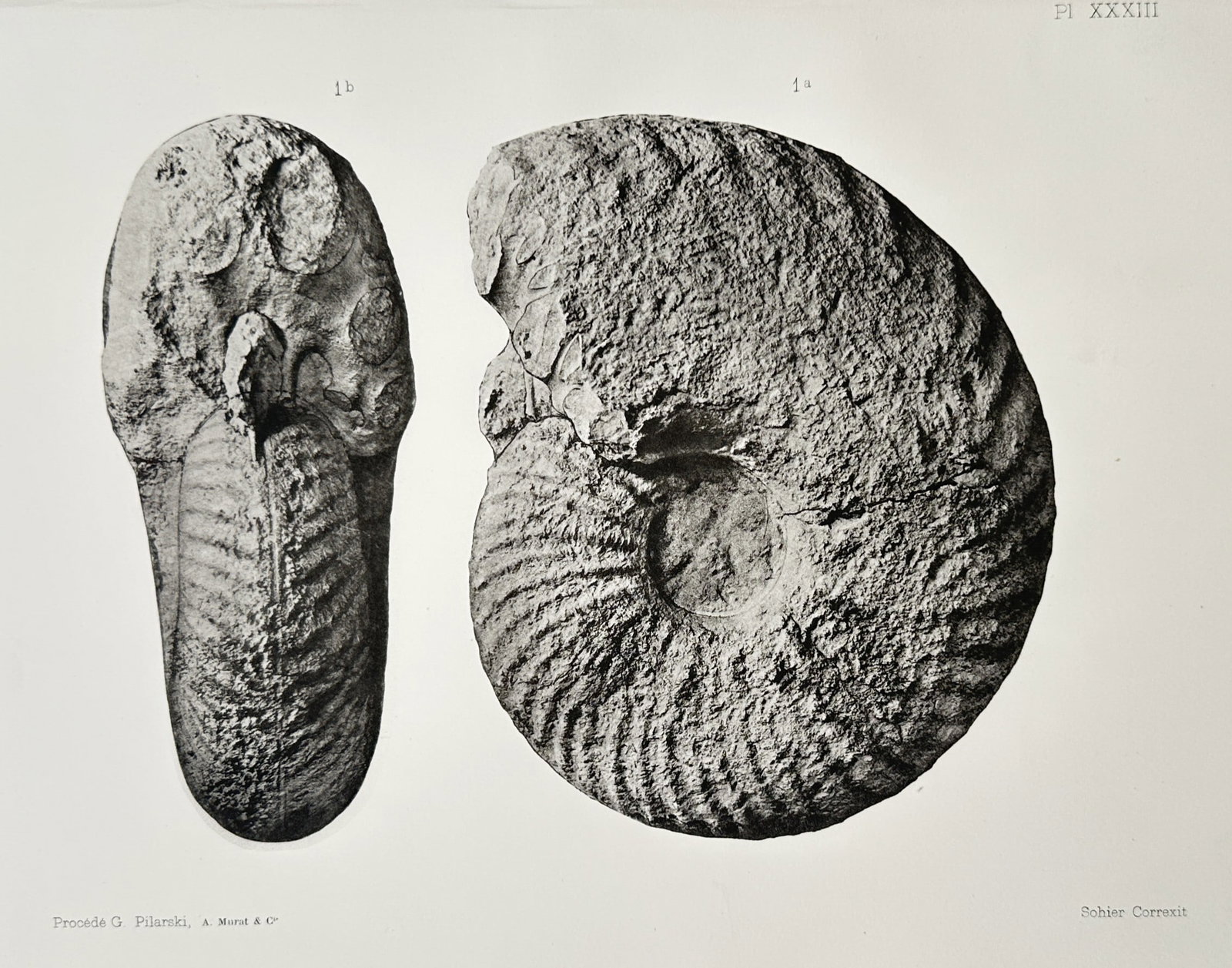 Albert de Grossouvre – View of a Paleontological Study of a Large Ammonite Fossil (1 of 2)