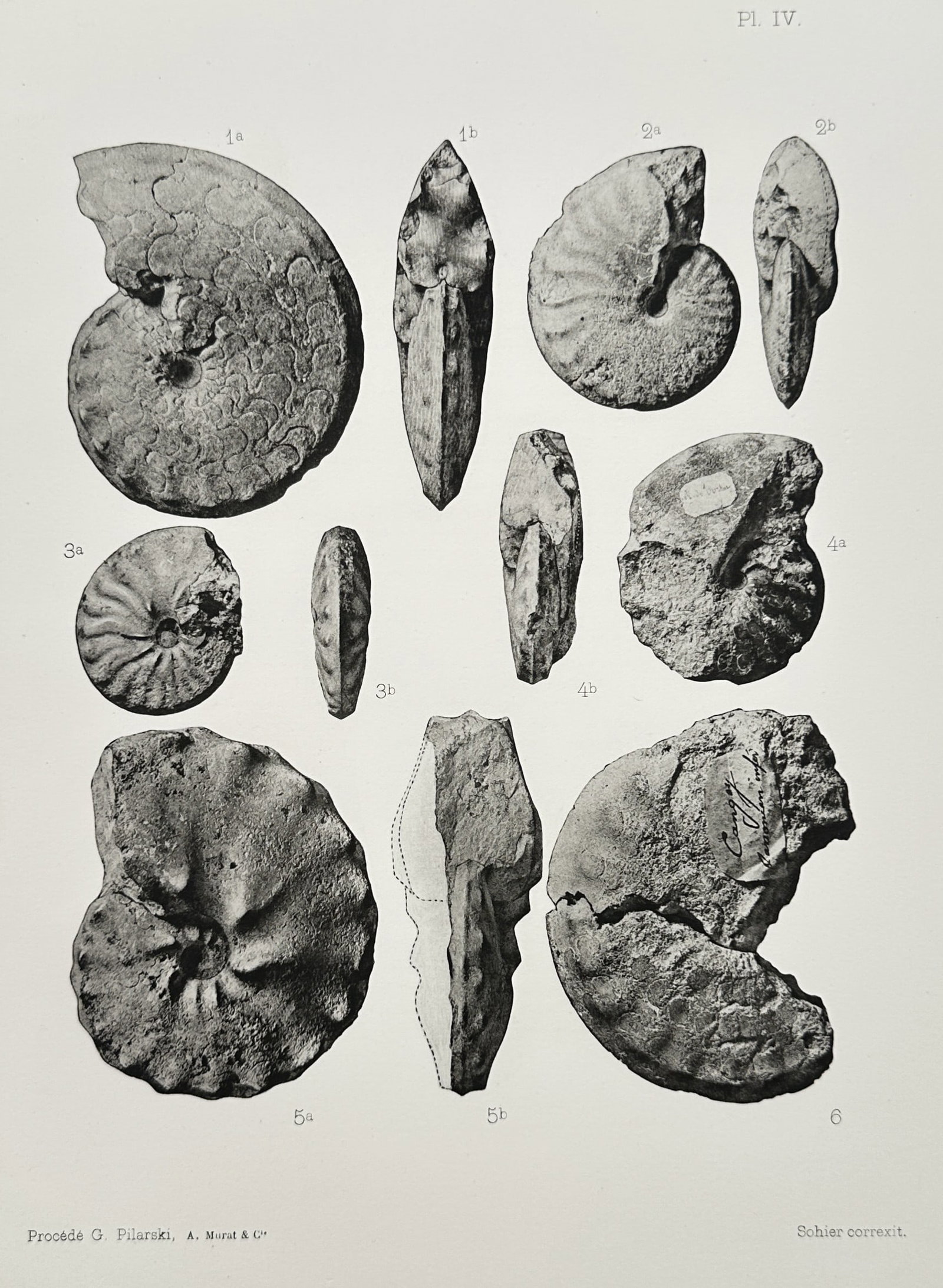 Albert de Grossouvre – View of a Paleontological Study of Ammonite Fossils (1 of 2)