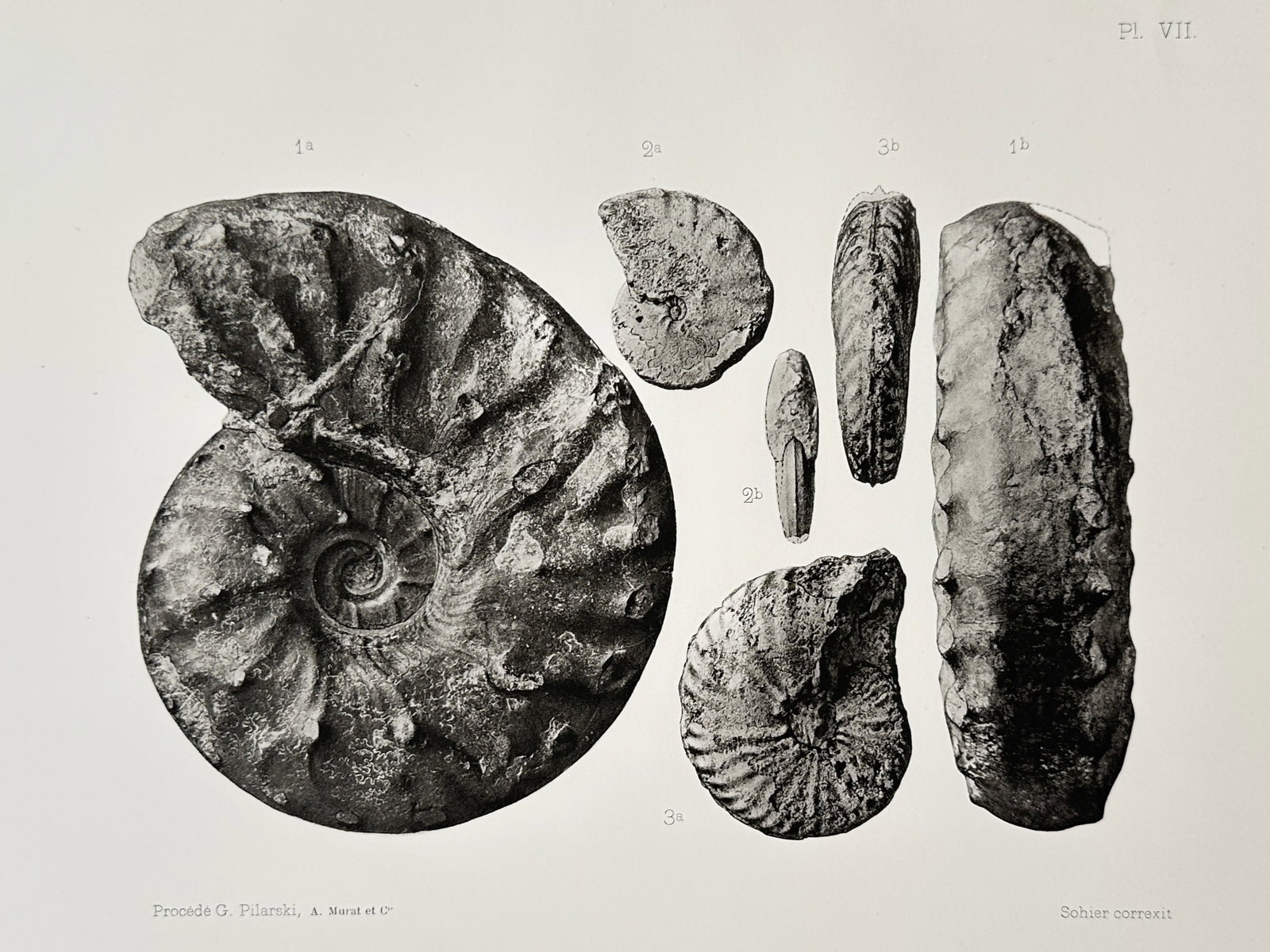 Albert de Grossouvre – View of a Paleontological Study of Ammonite Fossils (1 of 2)