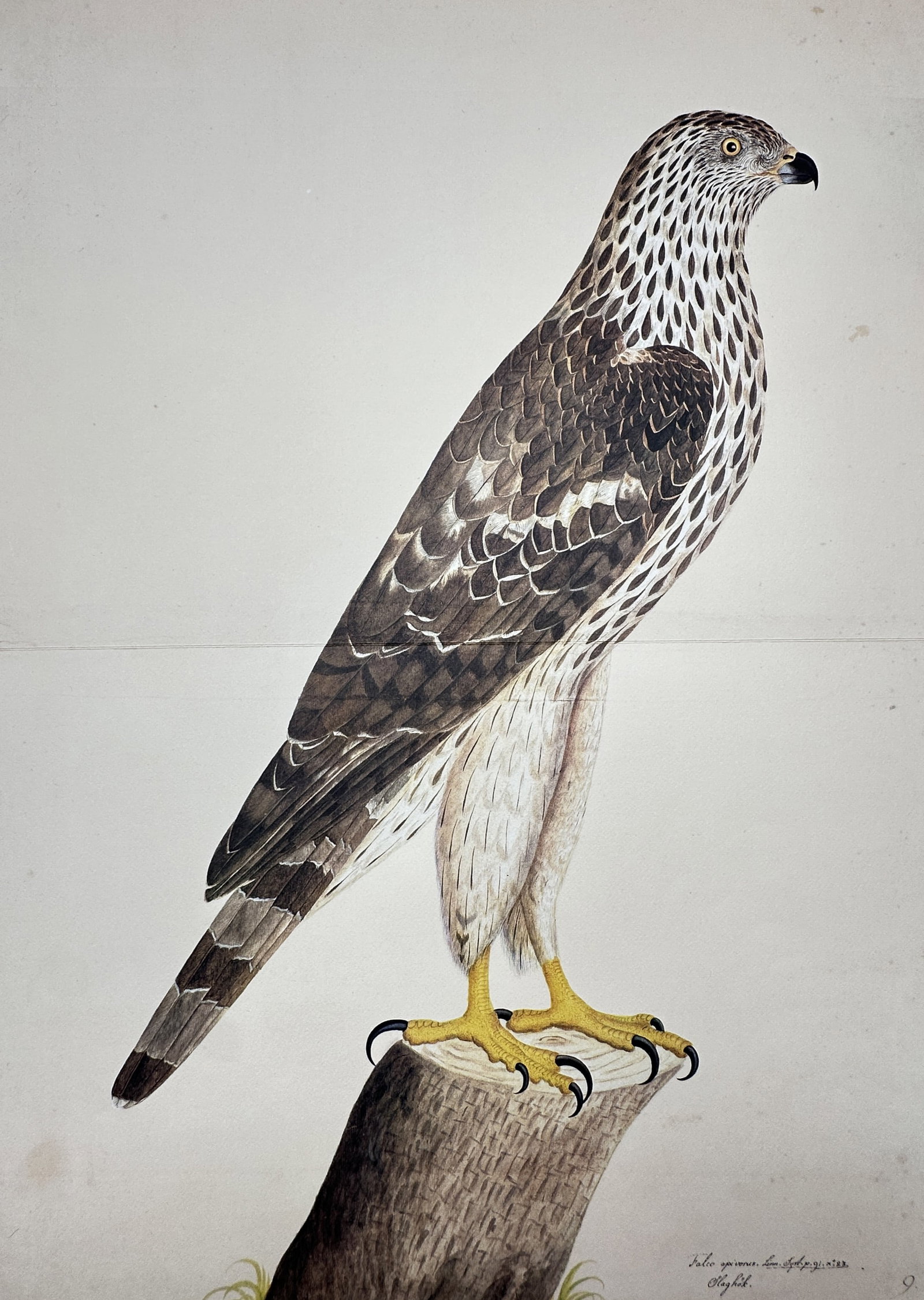 Olof Rudbeck the Younger – View of an Ornithological Study of a Hawk – Facsimile Print (1 of 2)