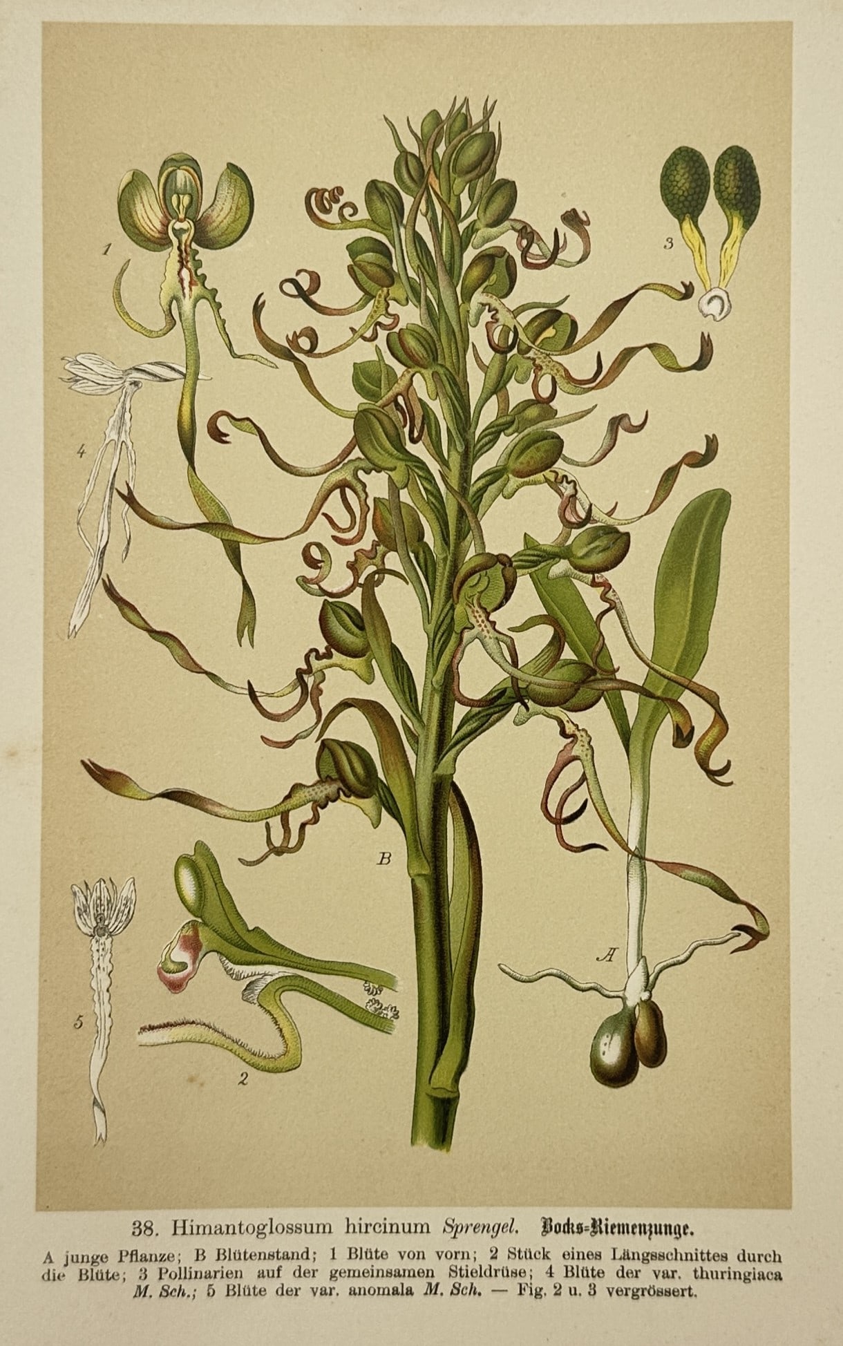 Max Schulze (1841–1921) – Botanical Study of an Orchid – Lithograph (1894) (1 of 2)