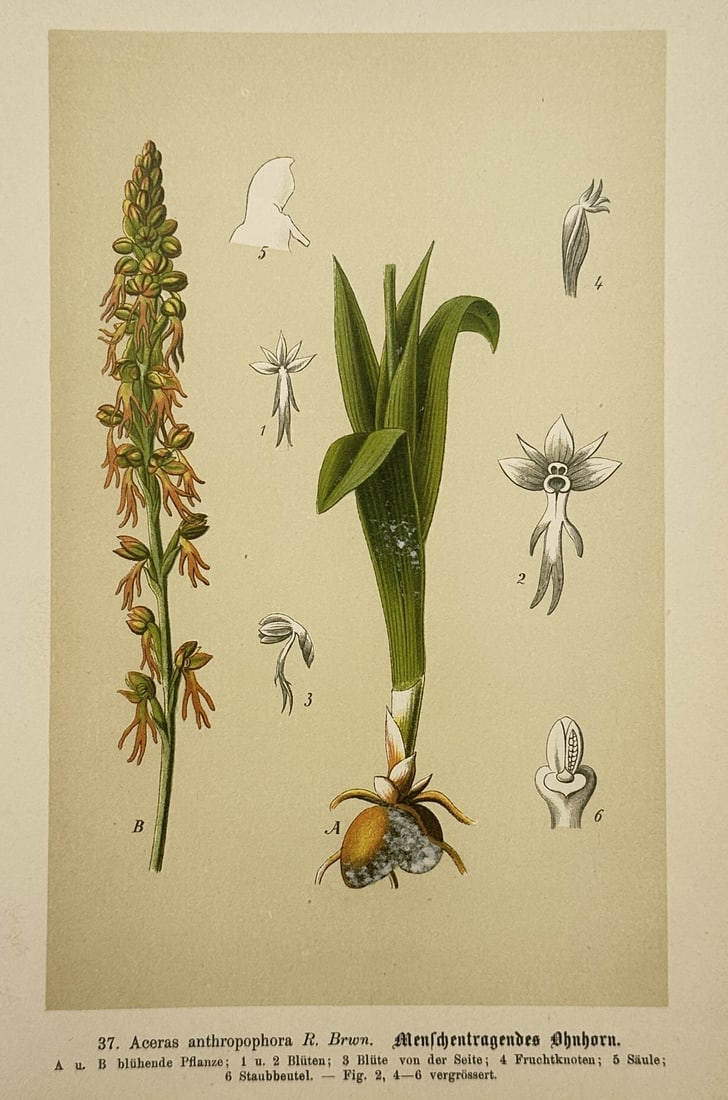 Max Schulze (1841–1921) – Botanical Study of an Orchid – Lithograph (1894) (1 of 2)