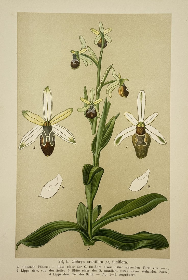 Max Schulze (1841–1921) – Botanical Study of an Orchid – Lithograph (1894) (1 of 2)