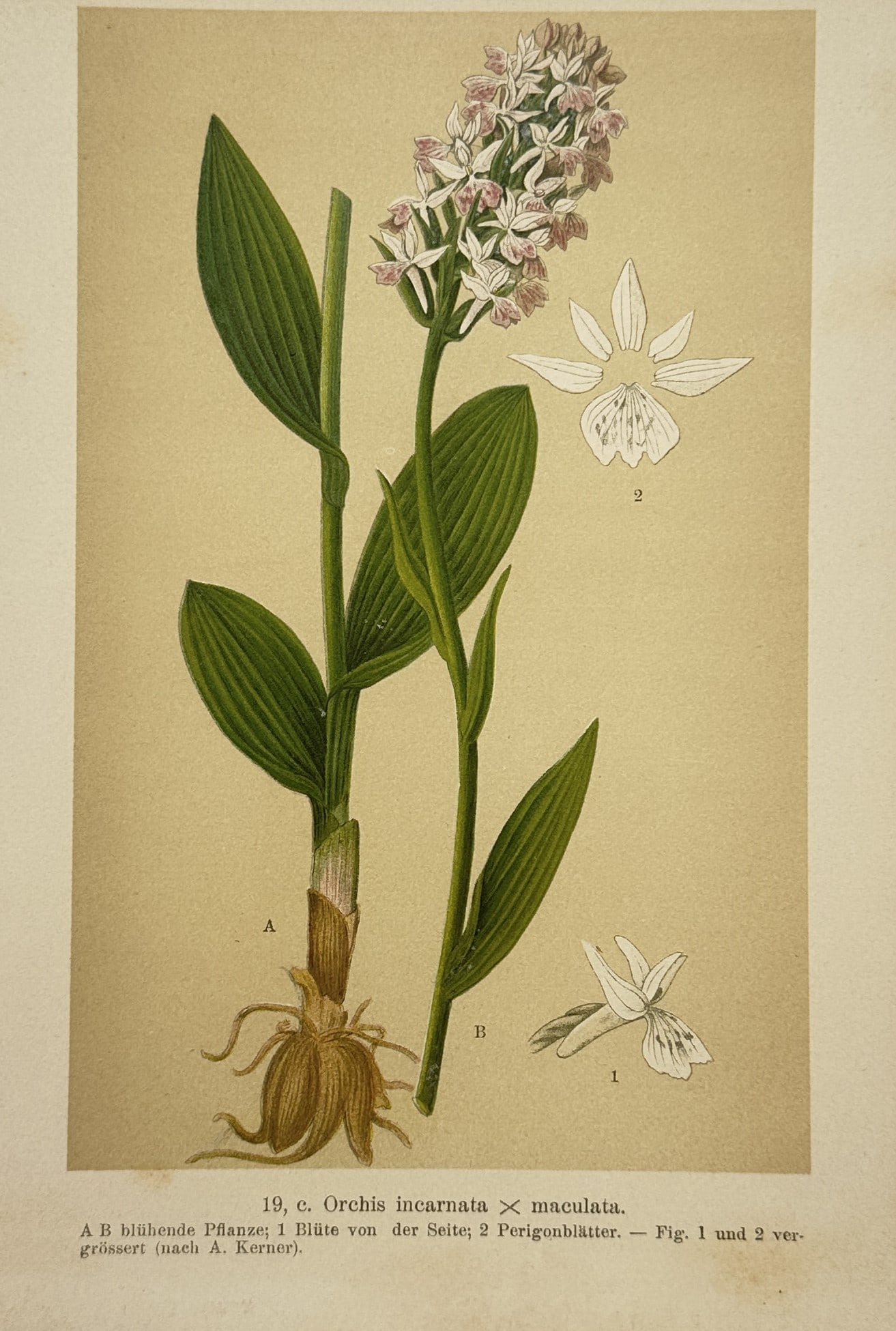 Max Schulze (1841–1921) – Botanical Study of a Spotted Orchid Hybrid – Lithograph (1894) (1 of 2)
