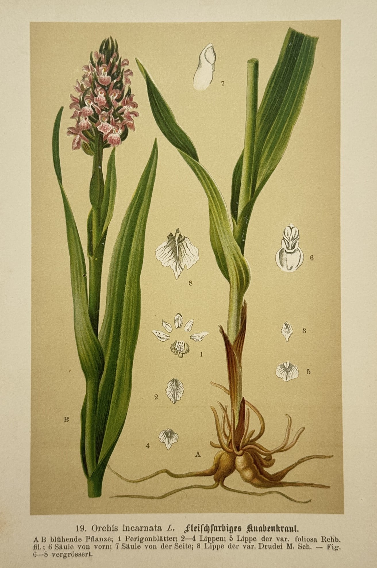Max Schulze (1841–1921) – Botanical Study of an Early Marsh Orchid – Lithograph (1894) (1 of 2)