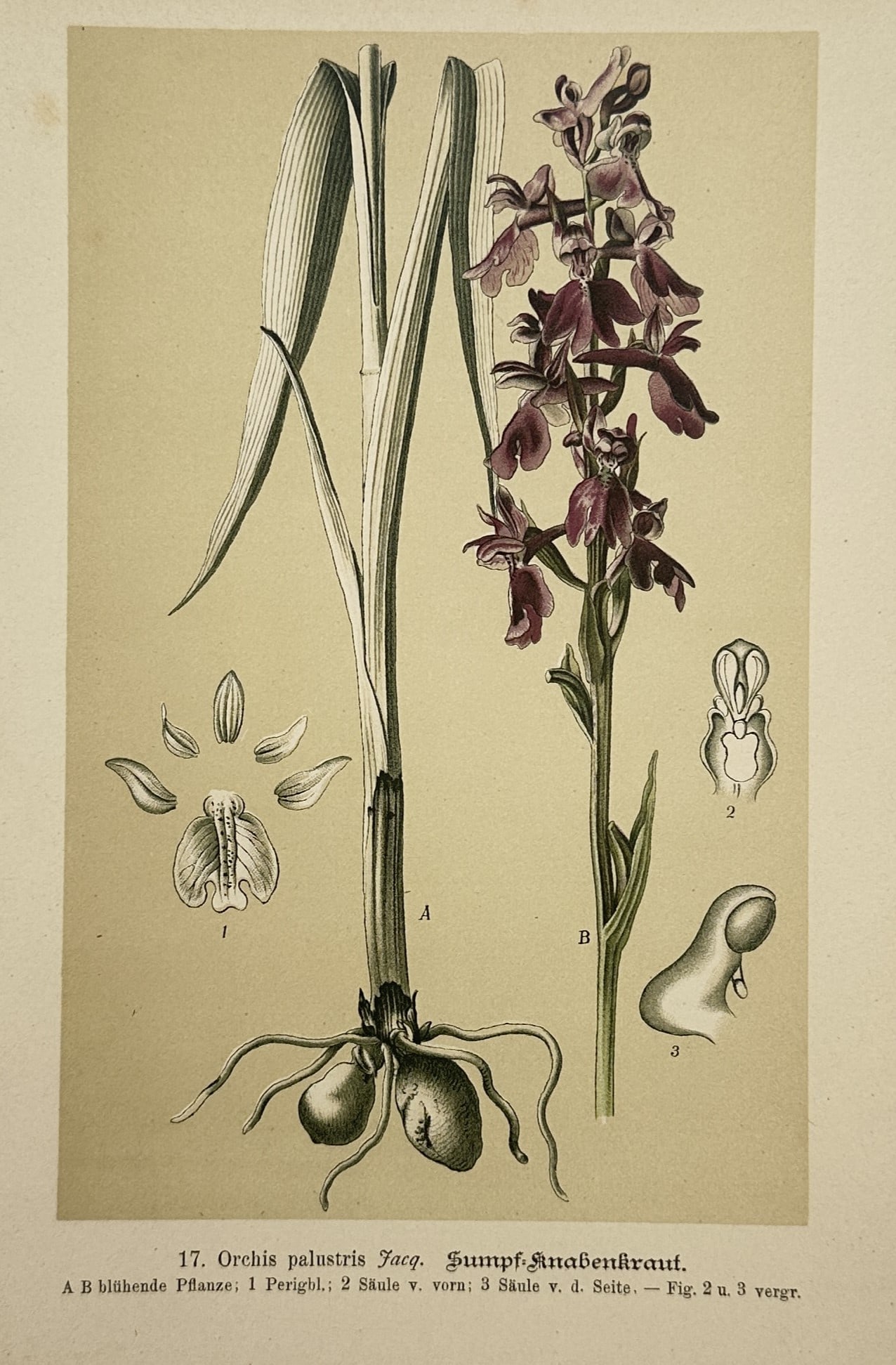 Max Schulze (1841–1921) – Botanical Study of a Marsh Orchid – Lithograph (1894) (1 of 2)
