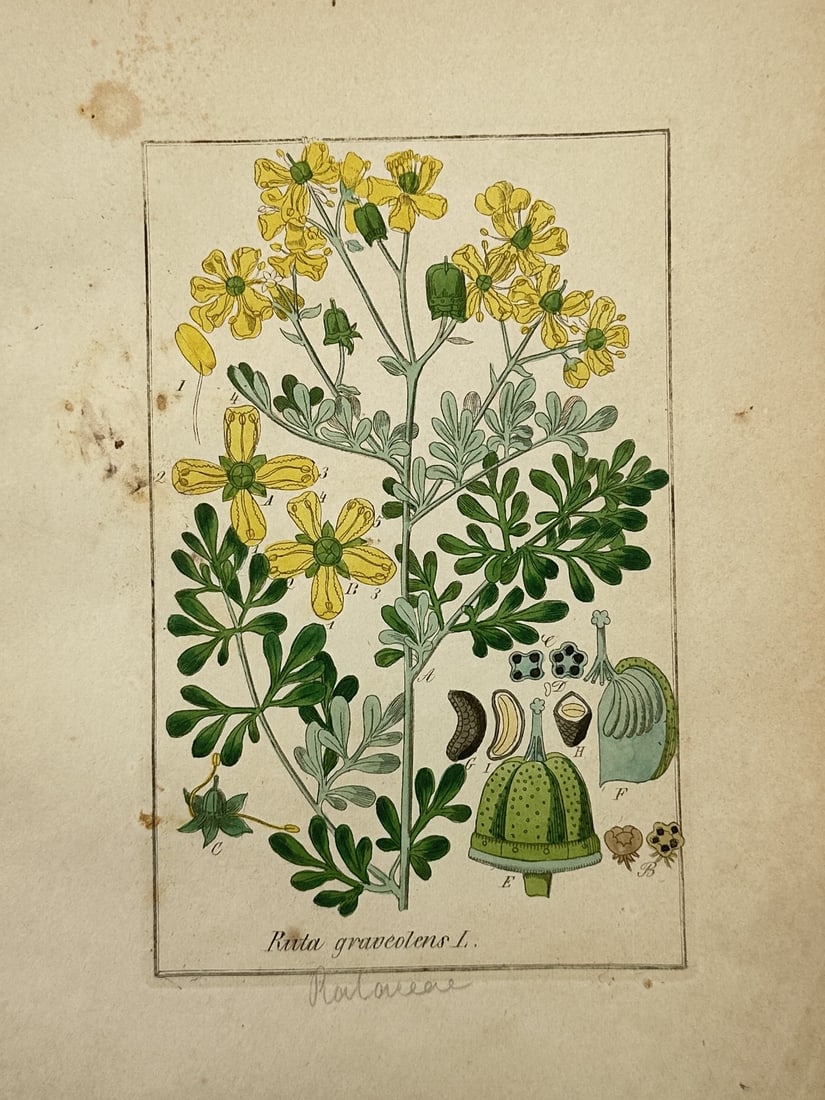 Friedrich Gottlob Hayne – Botanical Study of Common Rue – Hand-coloured engraving (1 of 2)