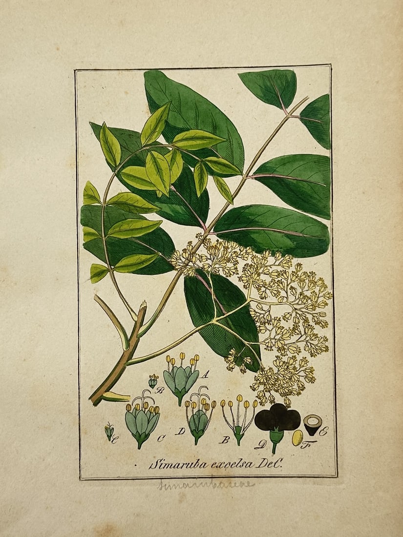 Friedrich Gottlob Hayne – Botanical Study of Bitter Ash – Hand-coloured engraving (1 of 2)