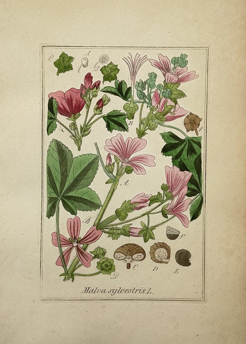 Friedrich Gottlob Hayne – Botanical Study of Common Mallow – Hand-coloured engraving (1 of 2)