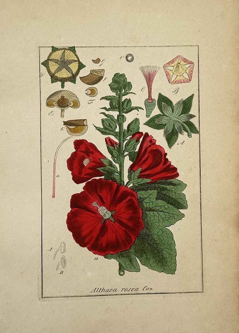 Friedrich Gottlob Hayne – Botanical Study of Hollyhock – Hand-coloured engraving: "Althaea Rosea Cav." This botanical work features a detailed scientific illustration showcasing a hollyhock plant with a sturdy green stem bearing large, vibrant deep red blossoms and textured green l
