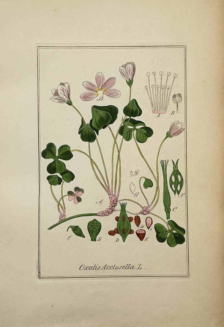 Friedrich Gottlob Hayne – Botanical Study of Wood Sorrel – Hand-coloured engraving (1 of 2)