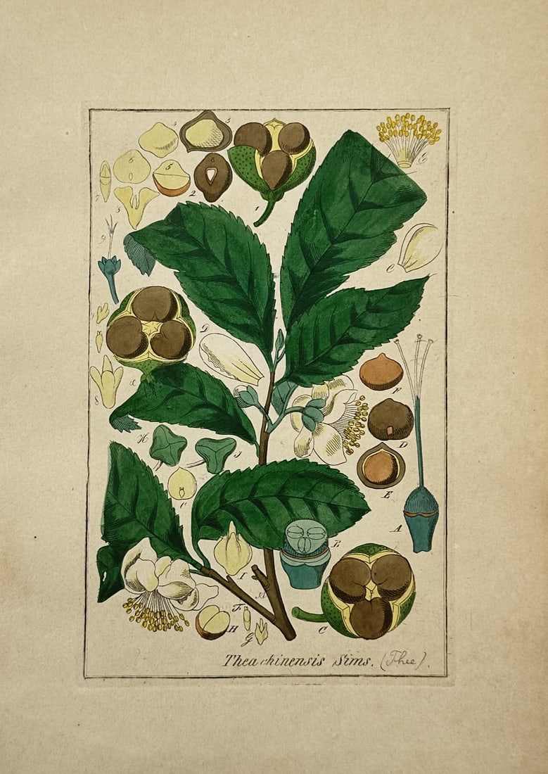 Friedrich Gottlob Hayne – Botanical Study of Tea – Hand-coloured engraving (1 of 2)