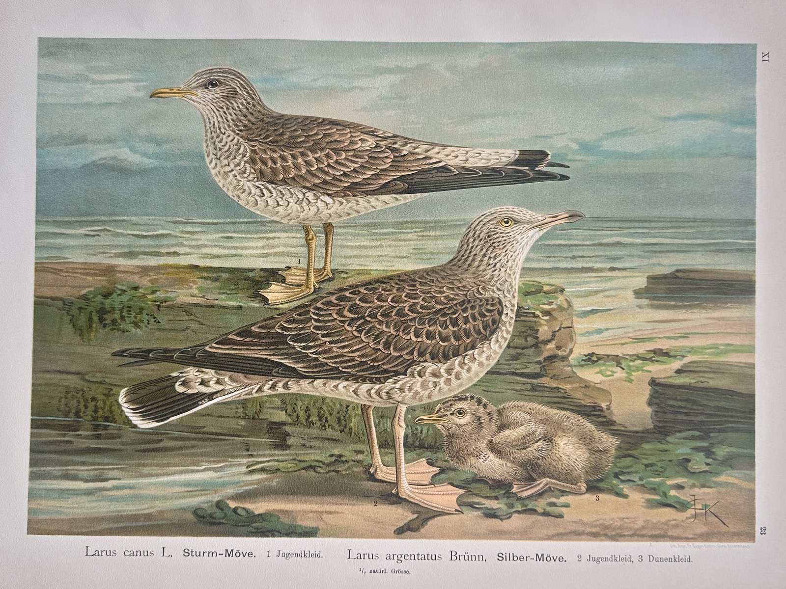 Johann Friedrich Naumann (1780–1857) – Zoological Study of Gulls – Chromolithograph (1905) (1 of 2)