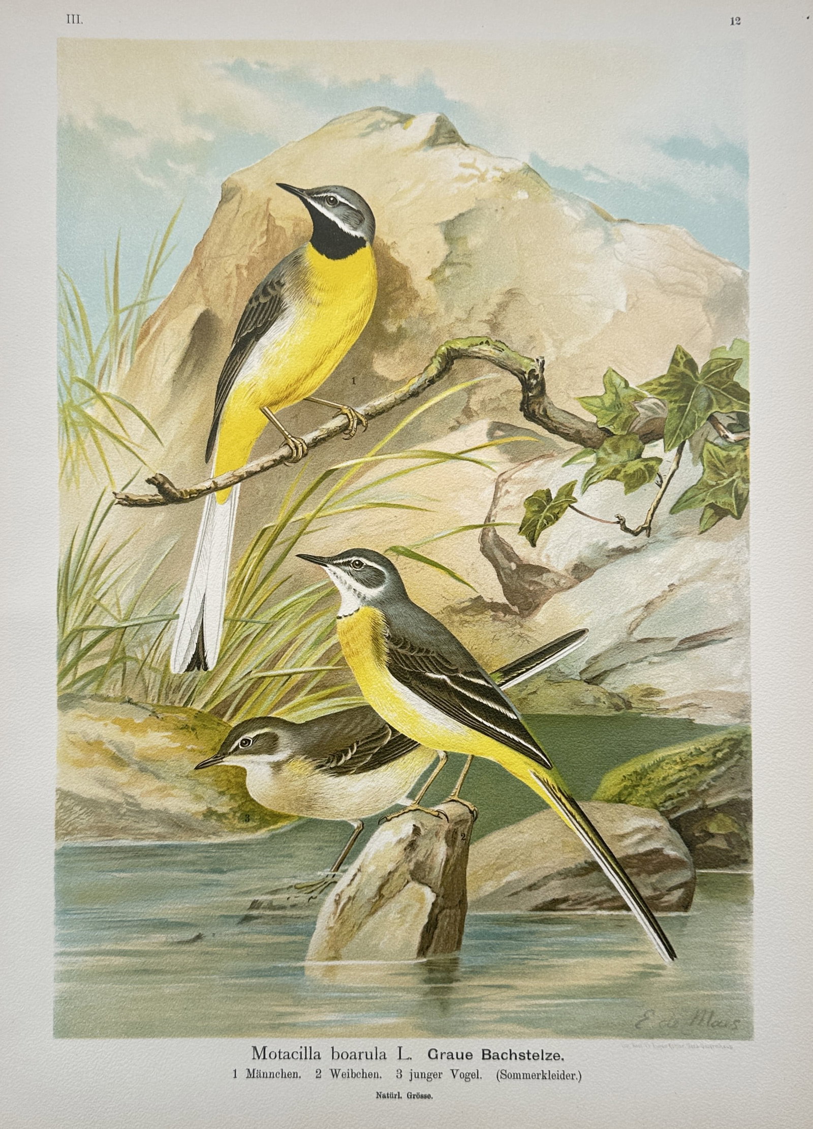 Johann Friedrich Naumann (1780–1857) – Zoological Study of Grey Wagtails – Chromolithograph (1 of 2)