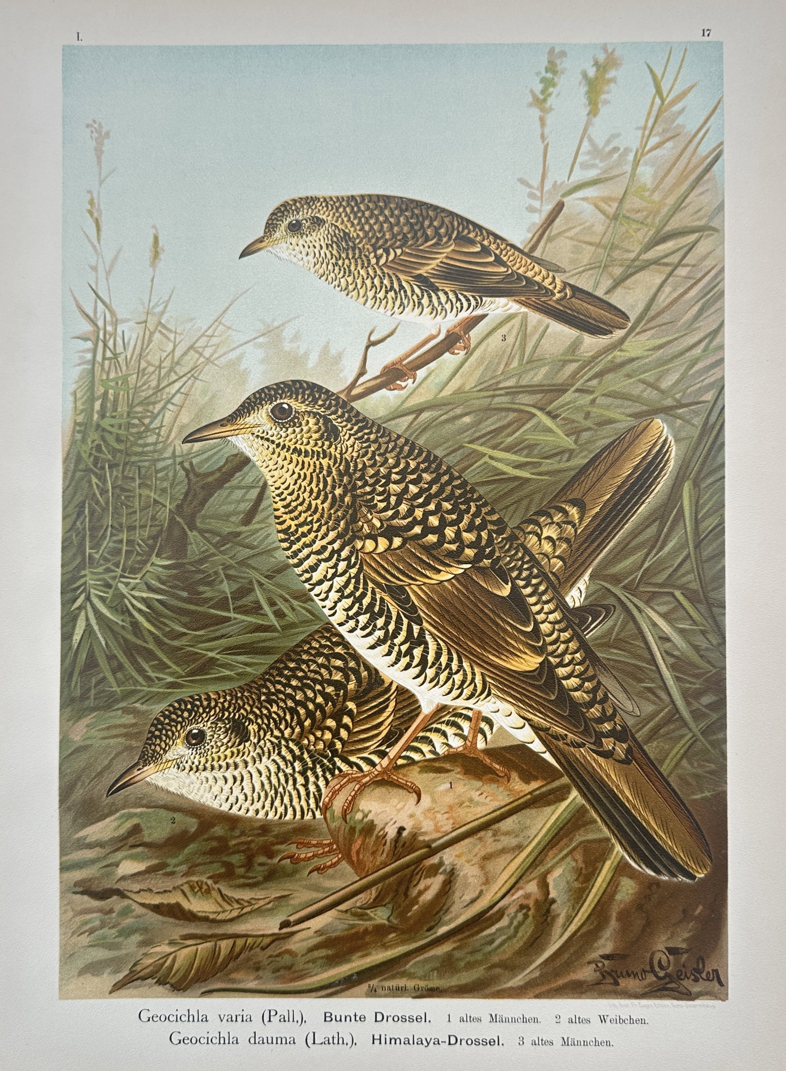 Johann Friedrich Naumann (1780–1857) – Zoological Study of Thrushes – Chromolithograph (1905) (1 of 2)