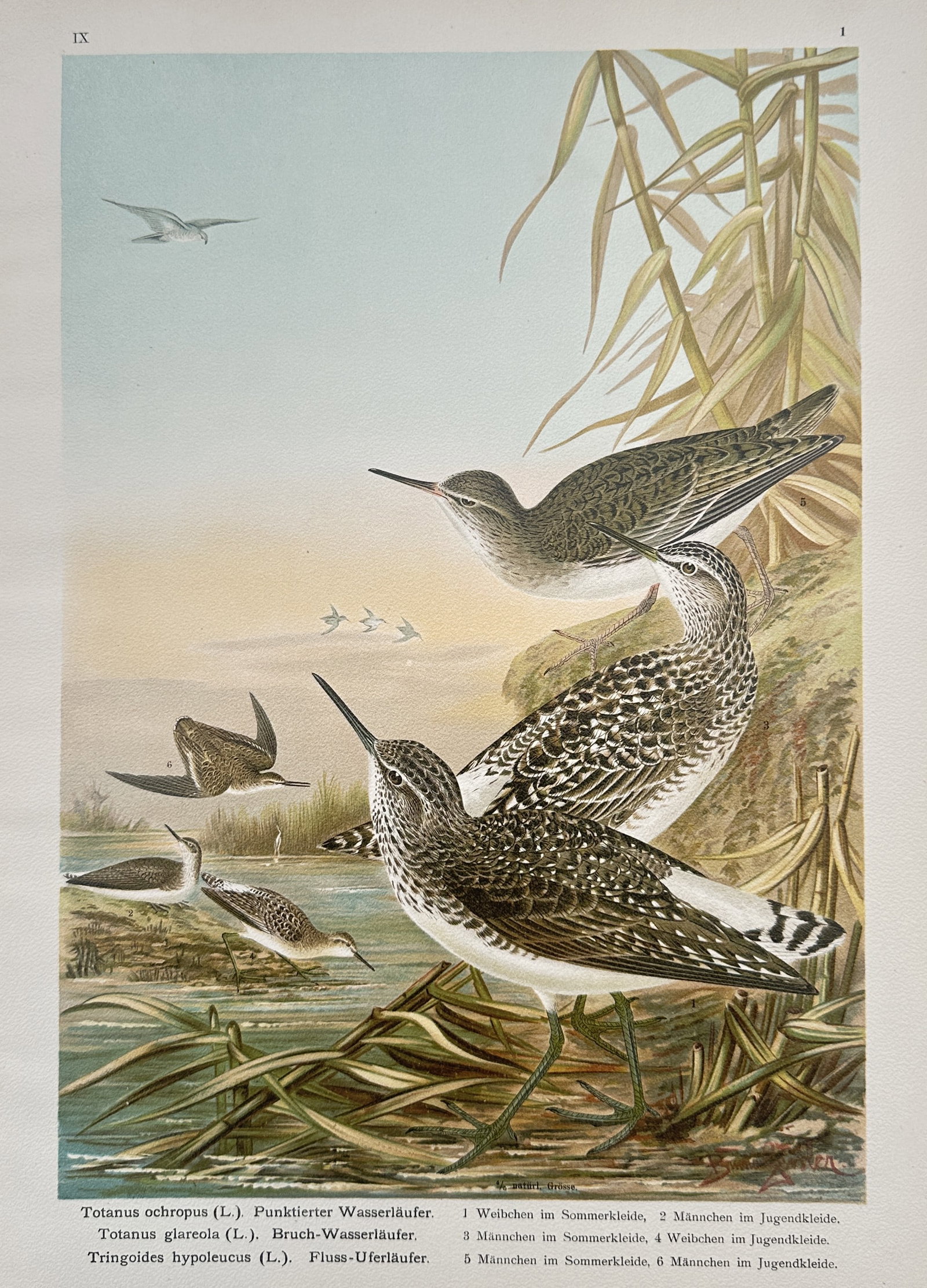 Johann Friedrich Naumann (1780–1857) – Zoological Study of Sandpipers – Chromolithograph: "Totanus Ochropus (L.). Punktierter Wasserläufer. Totanus Glareola (L.). Bruch-Wasserläufer. Tringoides Hypoleucus (L.). Fluss-Uferläufer." This ornithological work features a detailed naturalistic