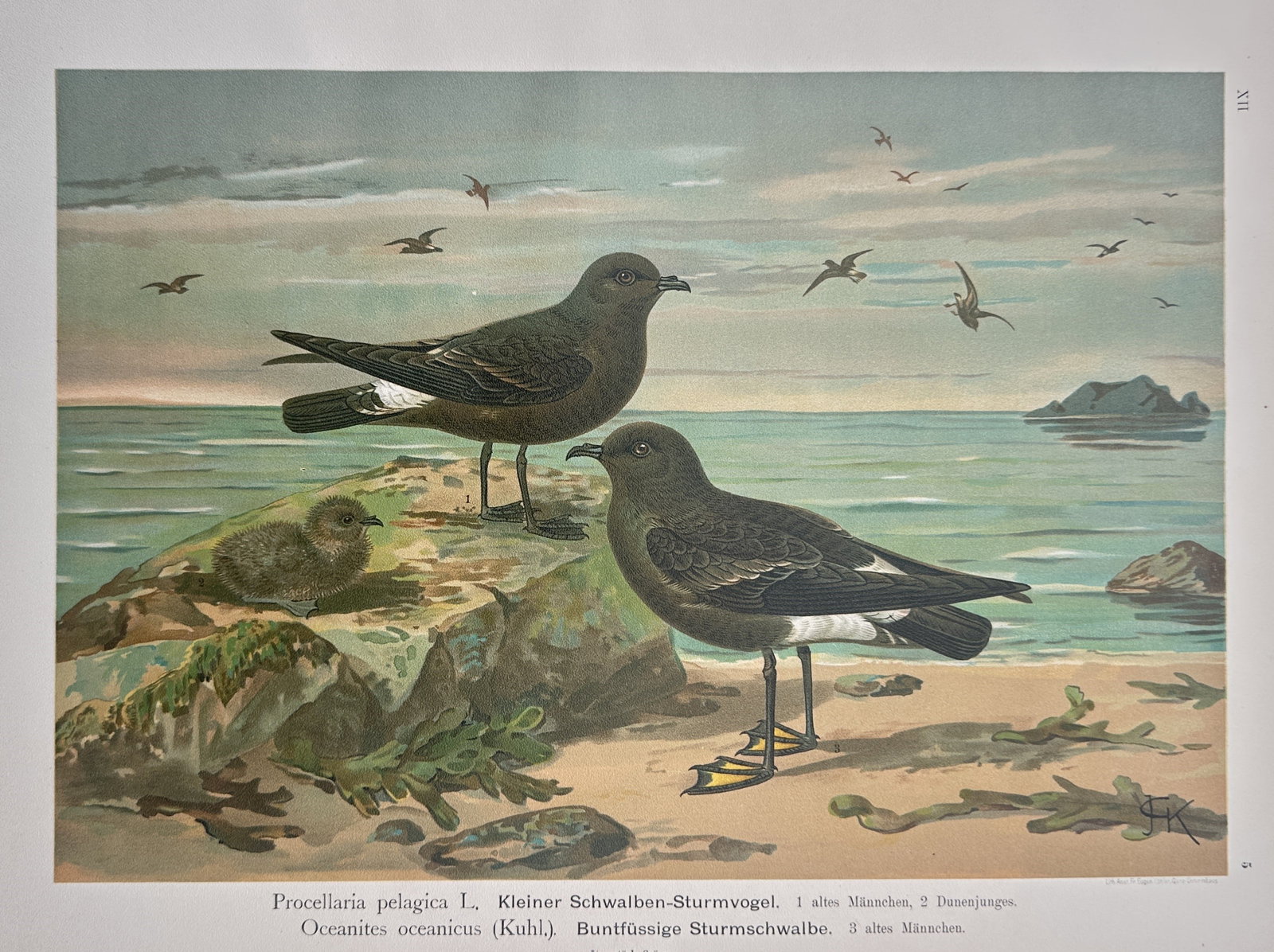 Johann Friedrich Naumann (1780–1857) – Zoological Study of Storm Petrels – Chromolithograph (1 of 2)