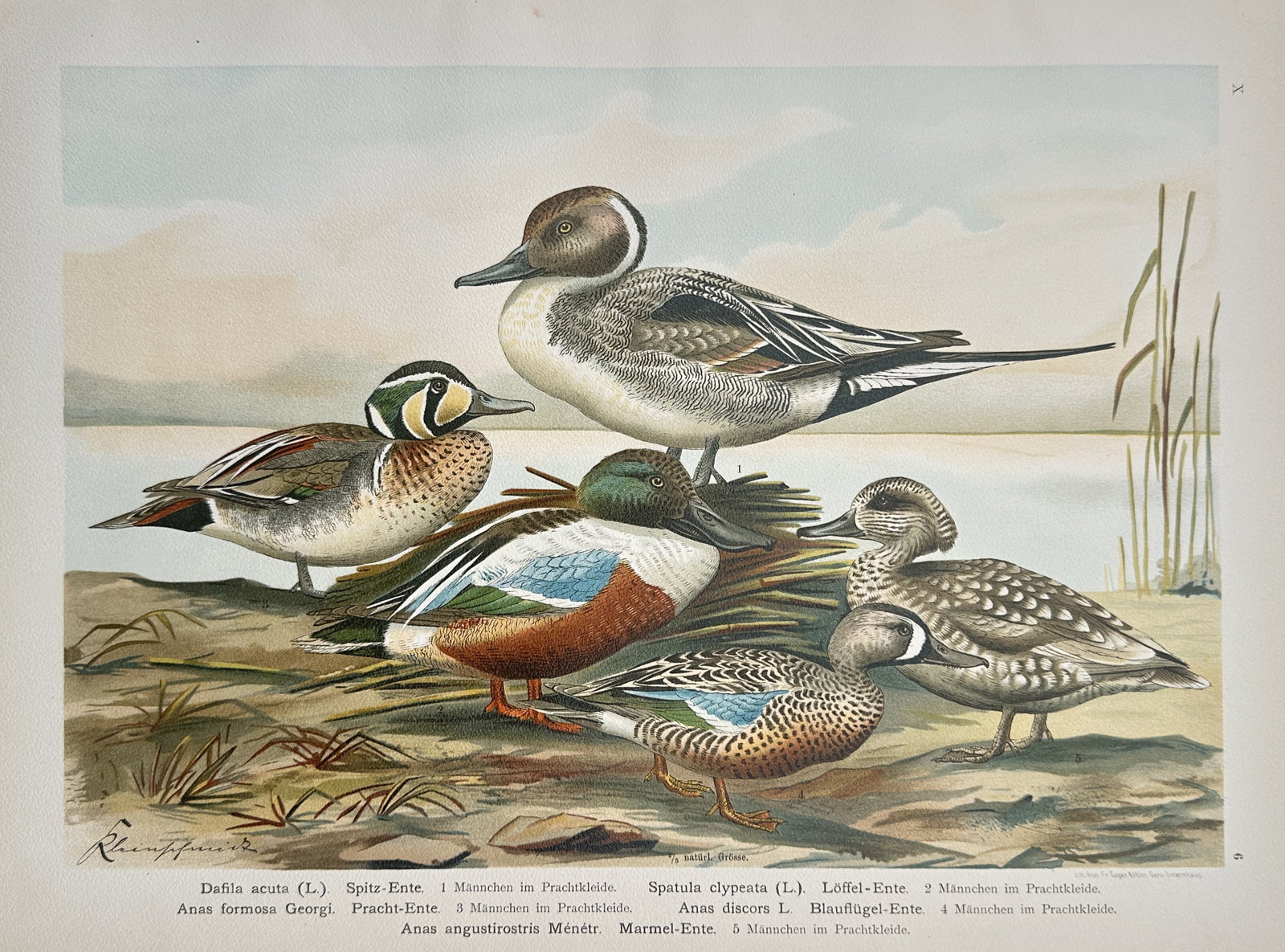 Johann Friedrich Naumann (1780–1857) – Zoological Study of Ducks – Chromolithograph (1905) (1 of 2)