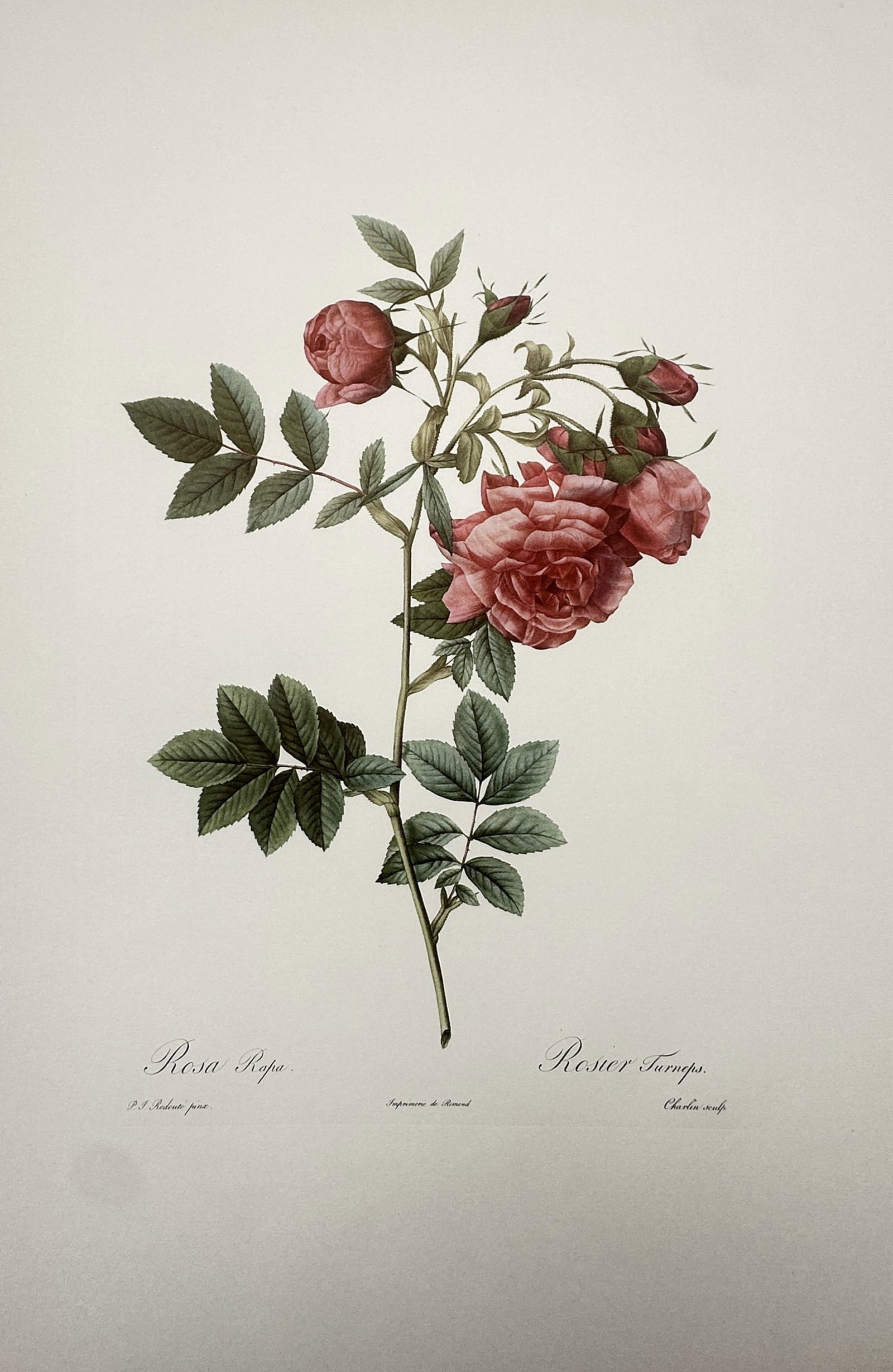 Pierre-Joseph Redouté, after – Botanical Study of a Blooming Rose Stem – Offset print (1 of 2)