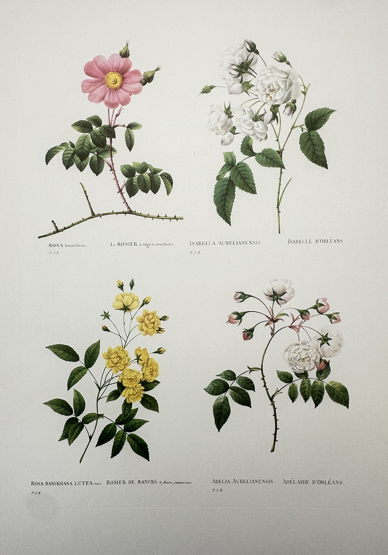 Pierre-Joseph Redouté, after – Botanical Study of Four Rose Varieties – Offset print (20th (1 of 2)