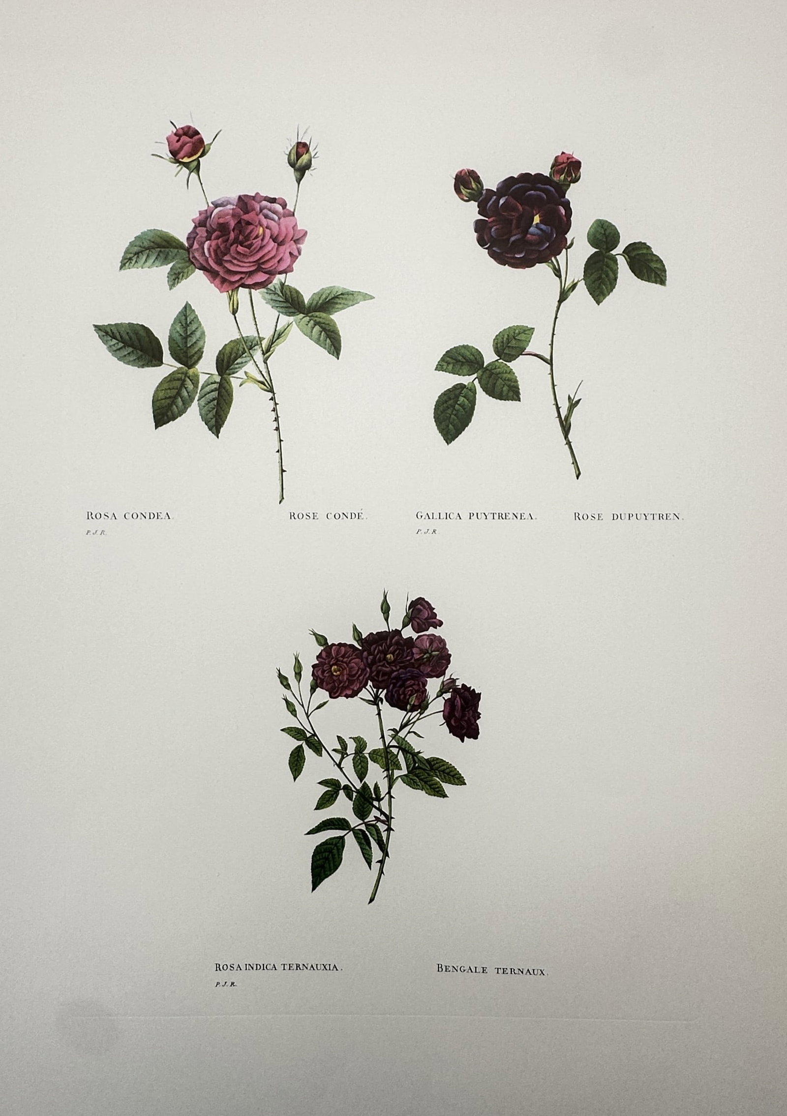 Pierre-Joseph Redouté, after – Botanical Study of Three Rose Varieties – Offset print (20th (1 of 2)