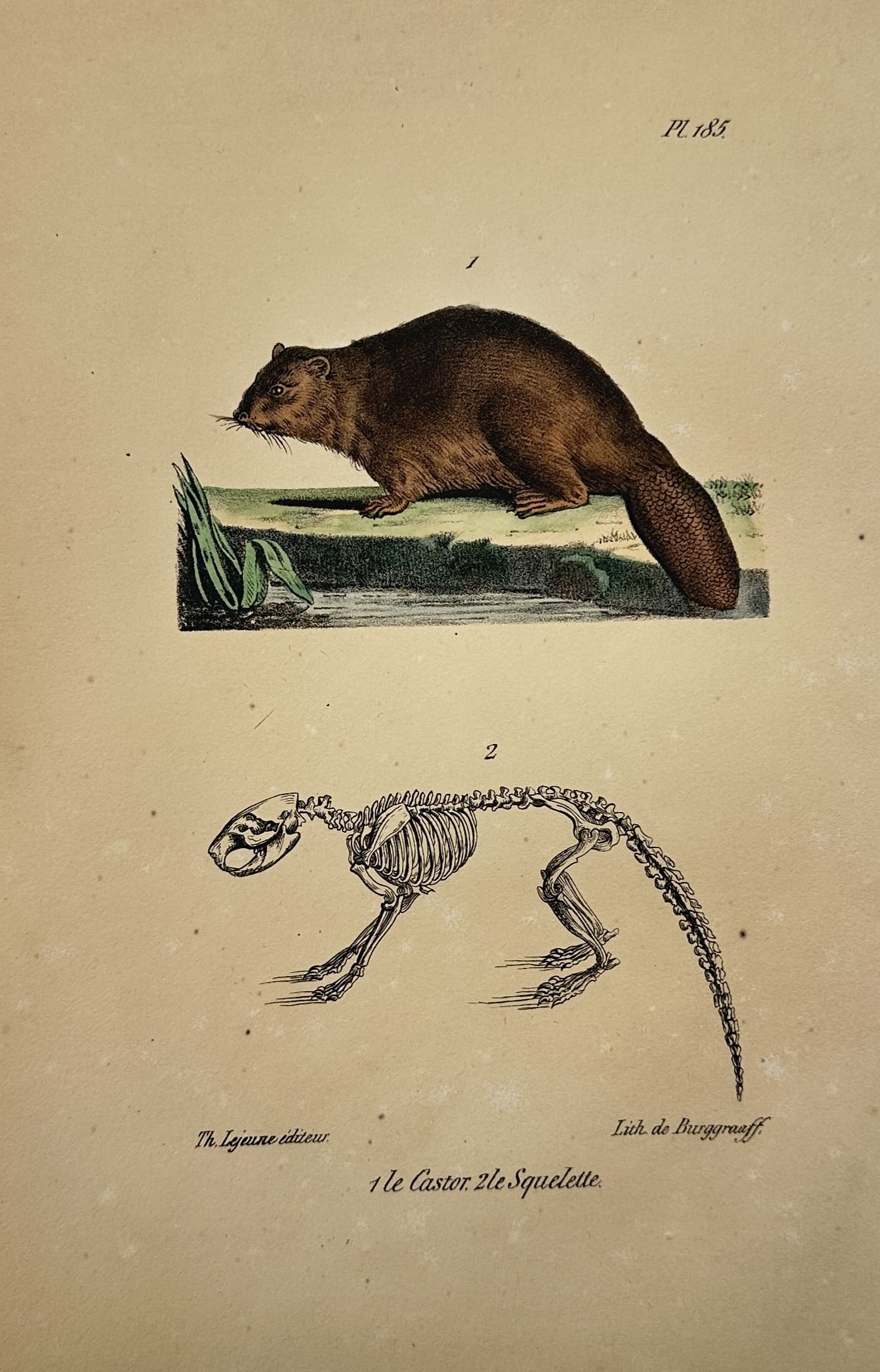 Theodore Lejeune – The Beaver and its Skeleton – Hand-coloured lithograph (1828) (1 of 2)