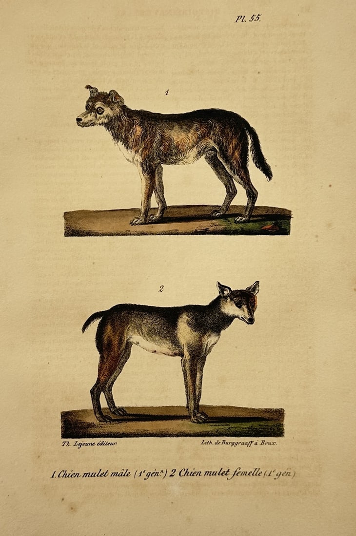 Theodore Lejeune – The Male and Female Hybrid Dog – Hand-coloured lithograph (1828) (1 of 2)