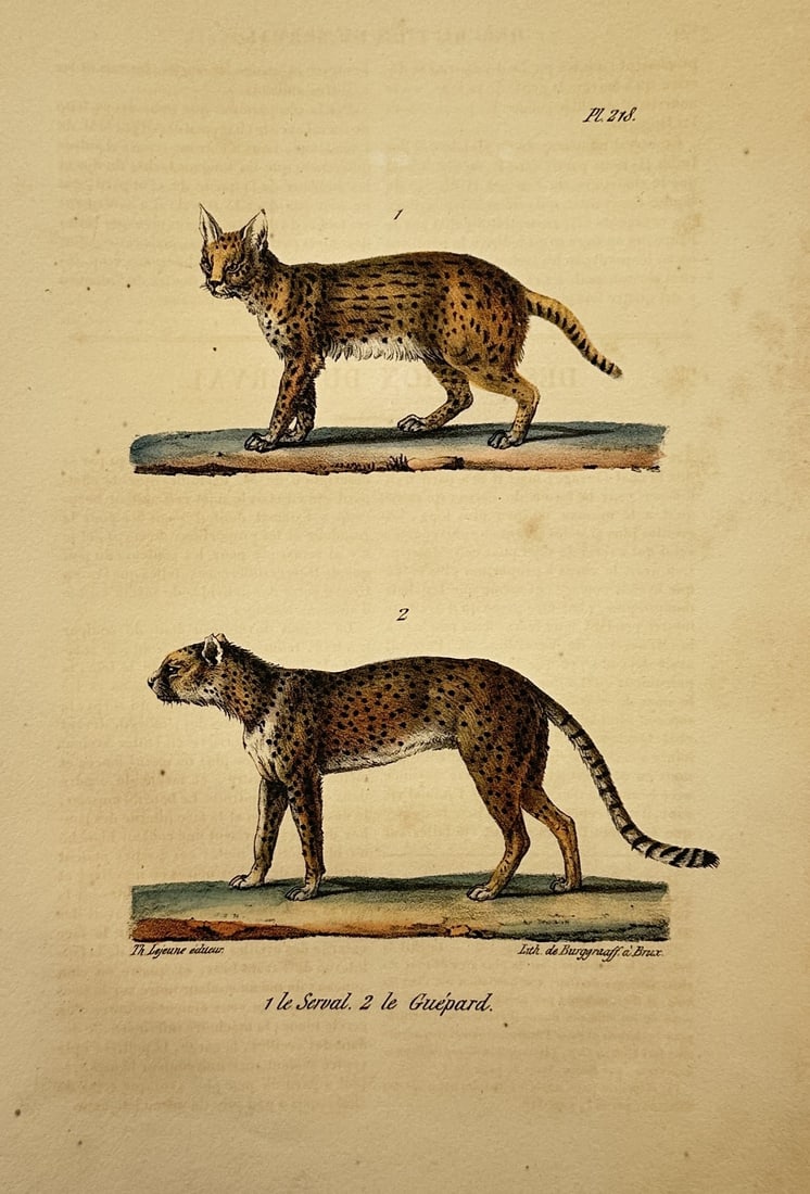 Theodore Lejeune – The Serval and the Cheetah – Hand-coloured lithograph (1828) (1 of 2)