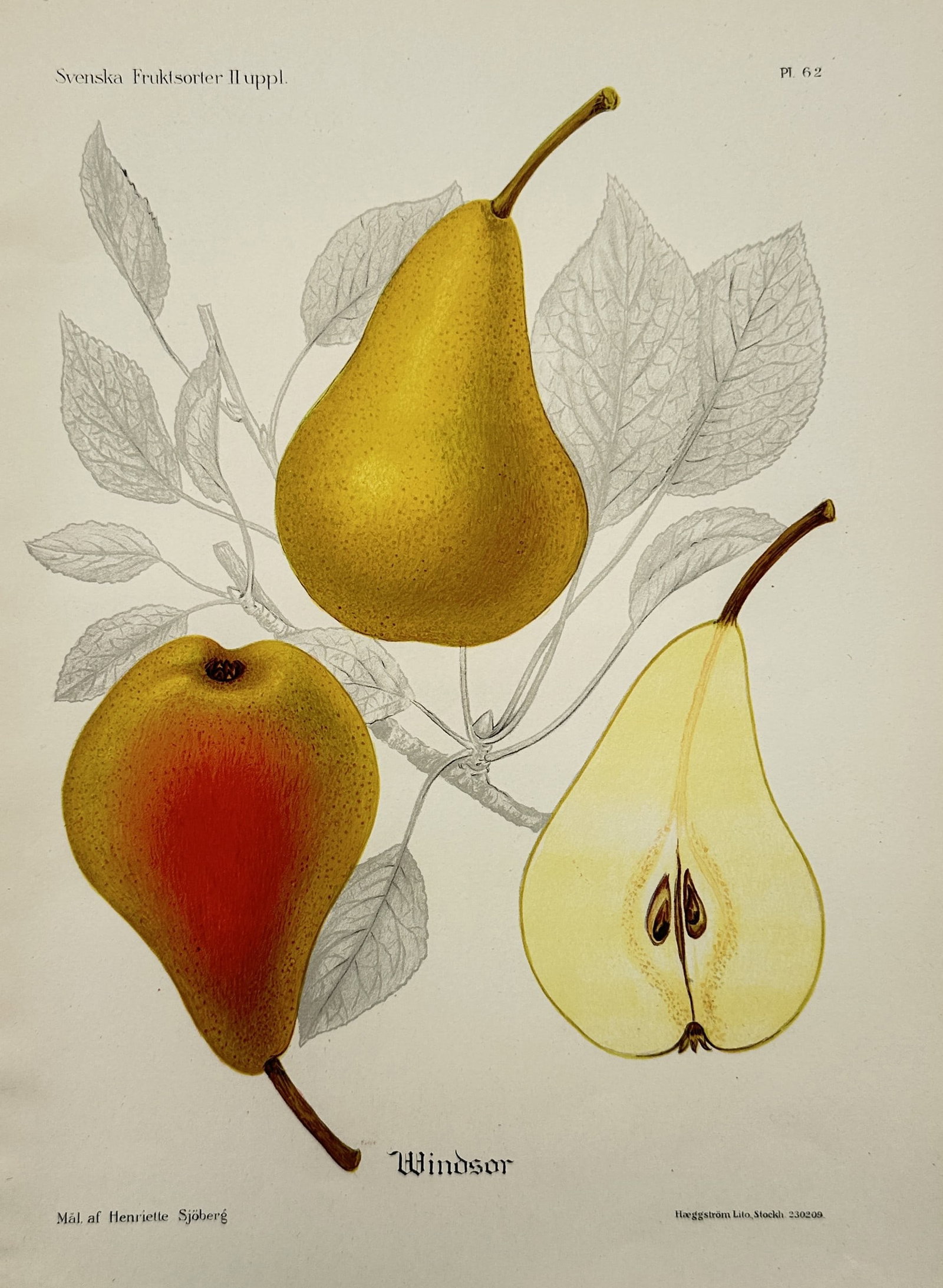 Henriette Sjöberg (1842–1915) – Windsor Pears – Lithograph (20th Century) (1 of 2)