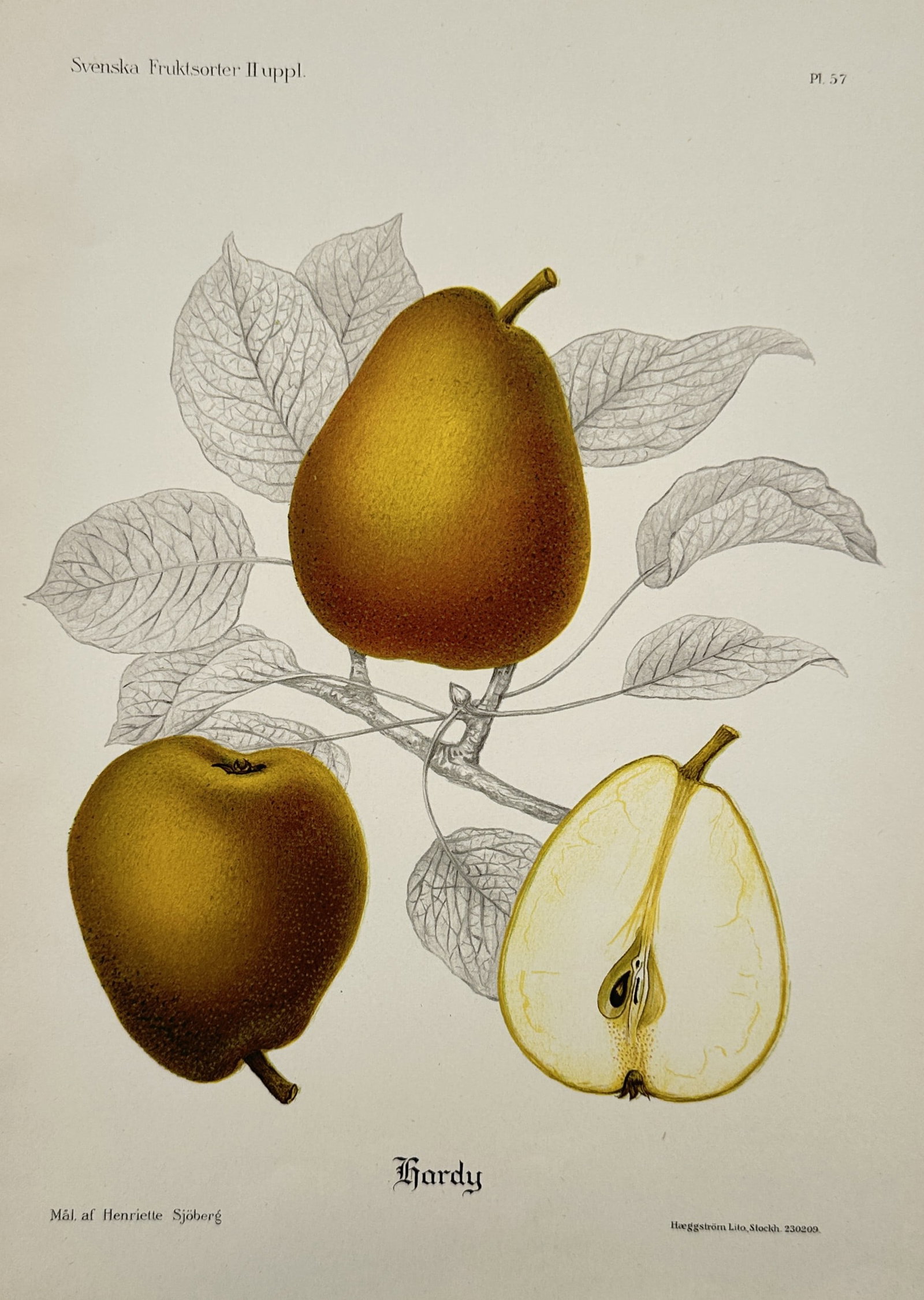 Henriette Sjöberg (1842–1915) – Hardy Pears – Lithograph (20th Century) (1 of 2)