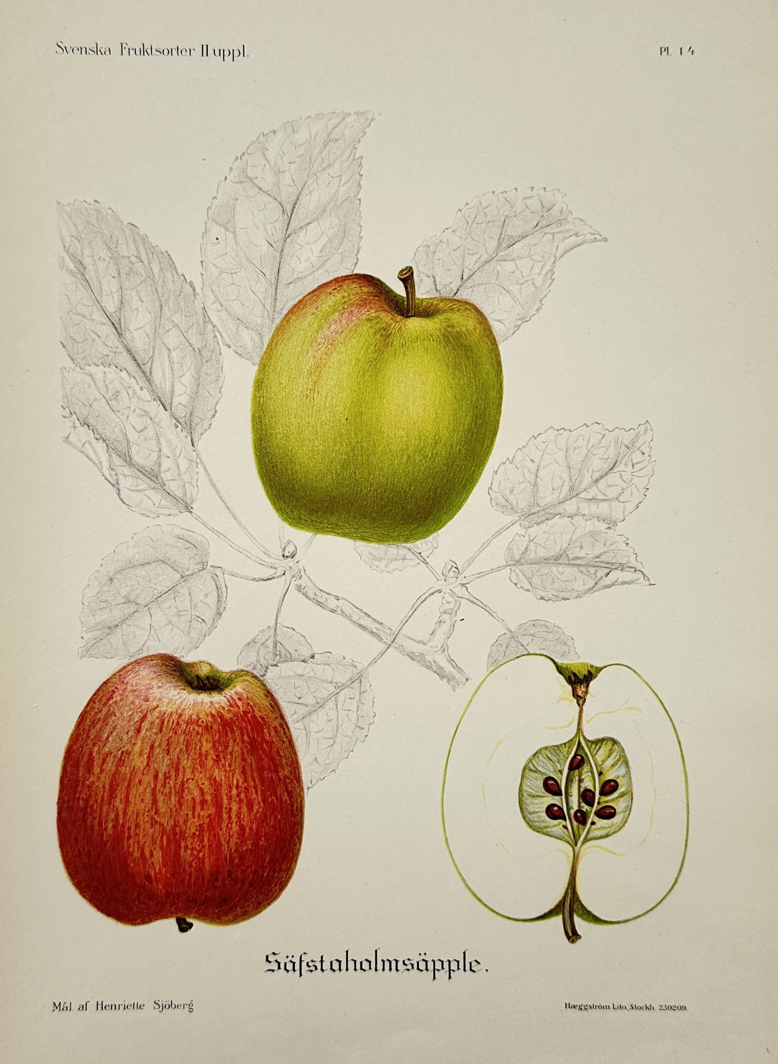 Henriette Sjöberg (1842–1915) – Safstaholm Apples – Lithograph (20th Century) (1 of 2)