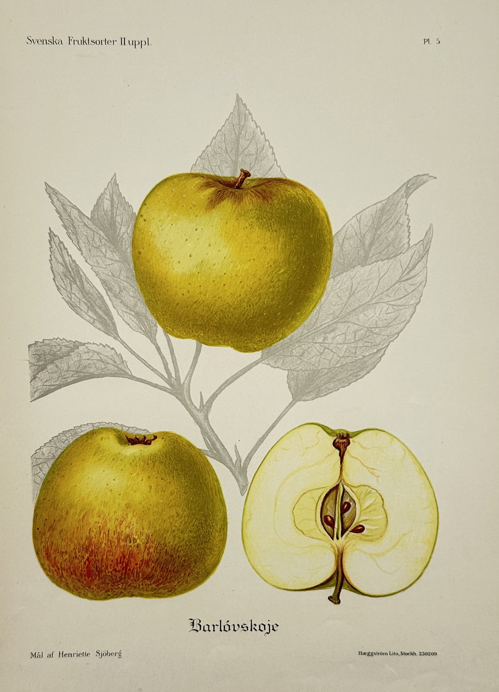 Henriette Sjöberg (1842–1915) – Barlovskoje Apples – Lithograph (20th Century) (1 of 2)