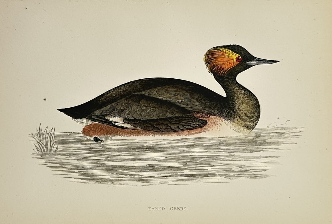 Francis Orpen Morris (1810–1893) – Eared Grebe – Wood engraving (1851) (1 of 2)
