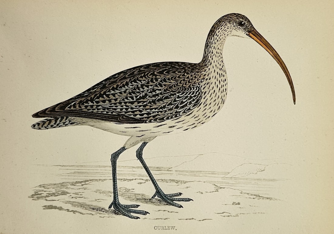 Francis Orpen Morris (1810–1893) – Curlew – Wood engraving (1851) (1 of 2)