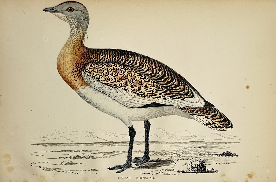 Francis Orpen Morris (1810–1893) – Great Bustard – Wood engraving (1851) (1 of 2)