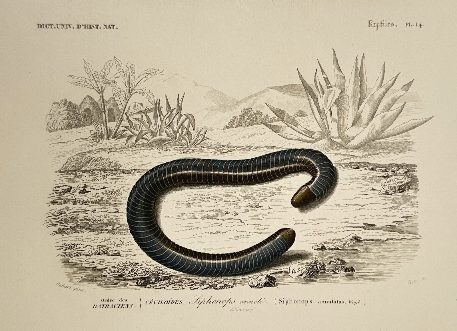 Charles d'Orbigny – Ringed Caecilian – Hand-coloured steel engraving (1849) (1 of 2)