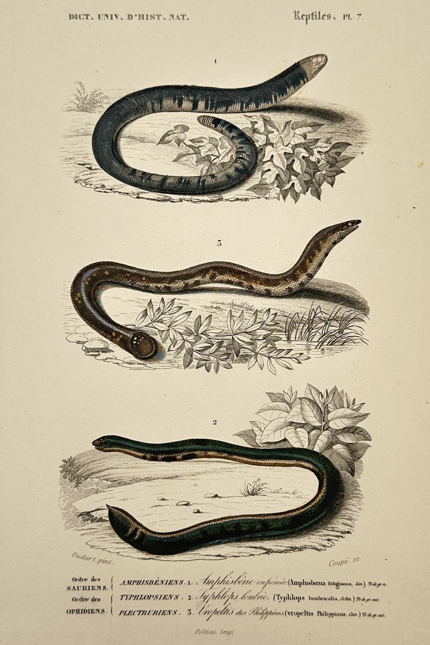 Charles d'Orbigny – Studies of Lizards and Snakes – Hand-coloured steel engraving (1849) (1 of 2)
